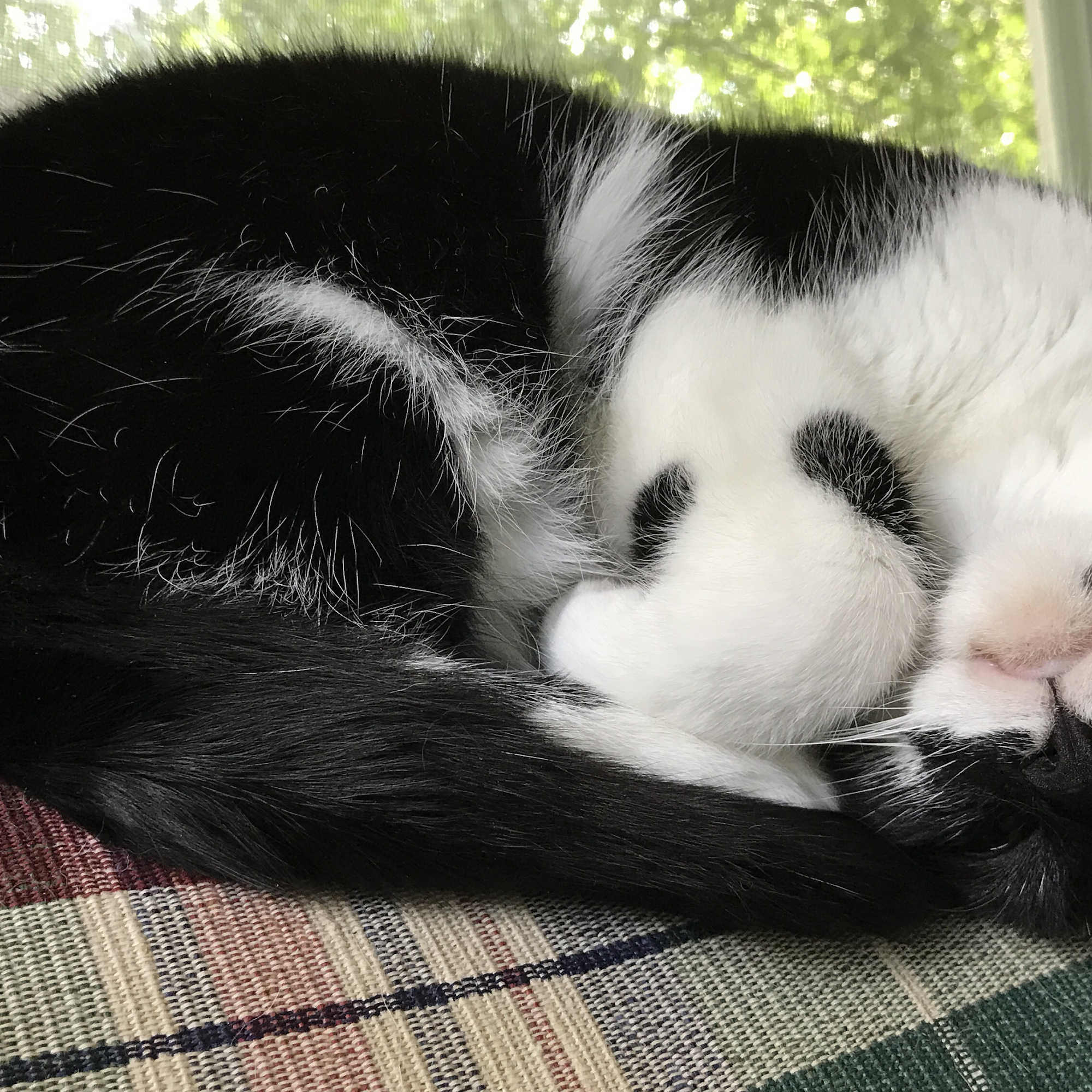 Animal Care Clinic Oxford