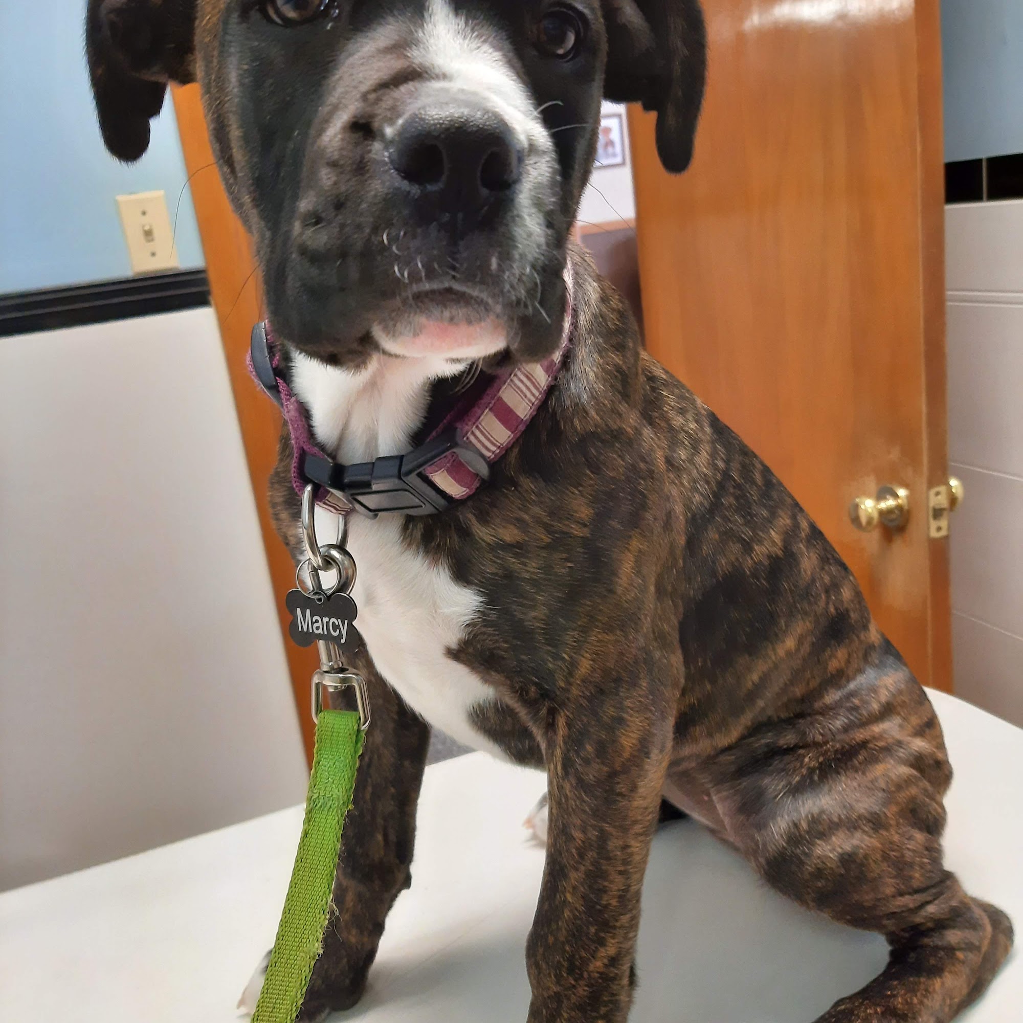 Lake Animal Hospital Painesville