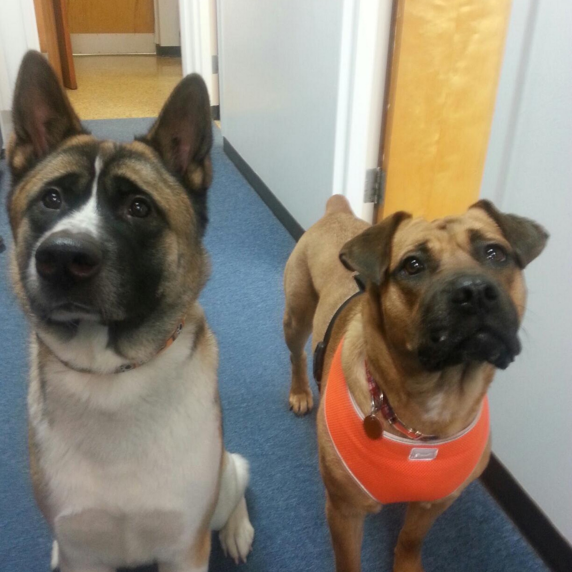 Brookview Animal Hospital Parma