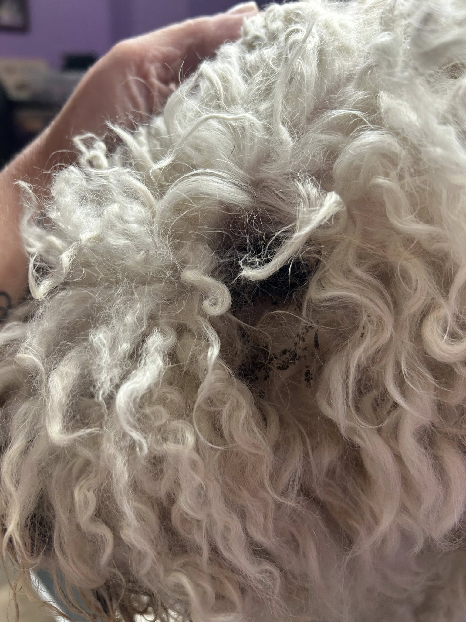 Four Paws & Claws Grooming Salon Parma