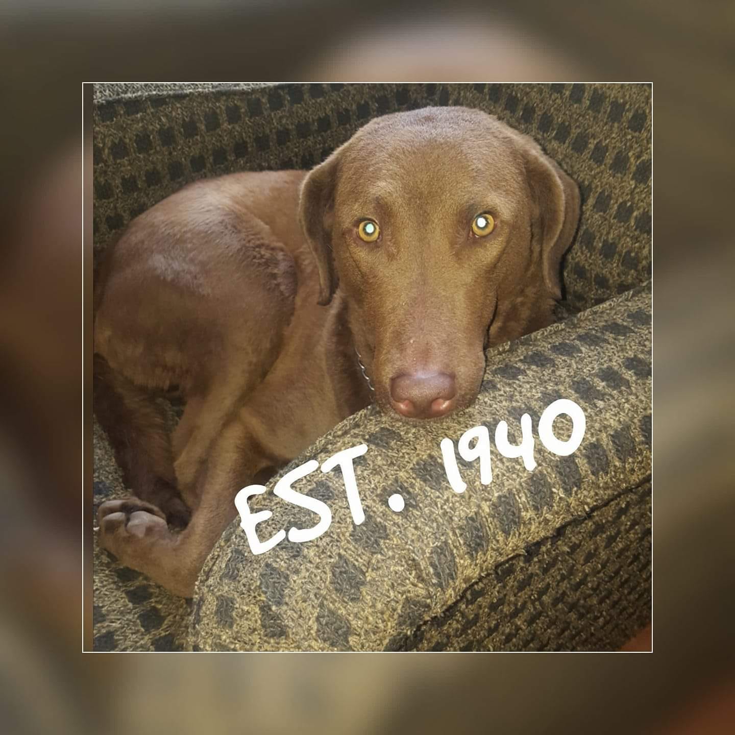 Beacon Hill Boarding Kennels Parma