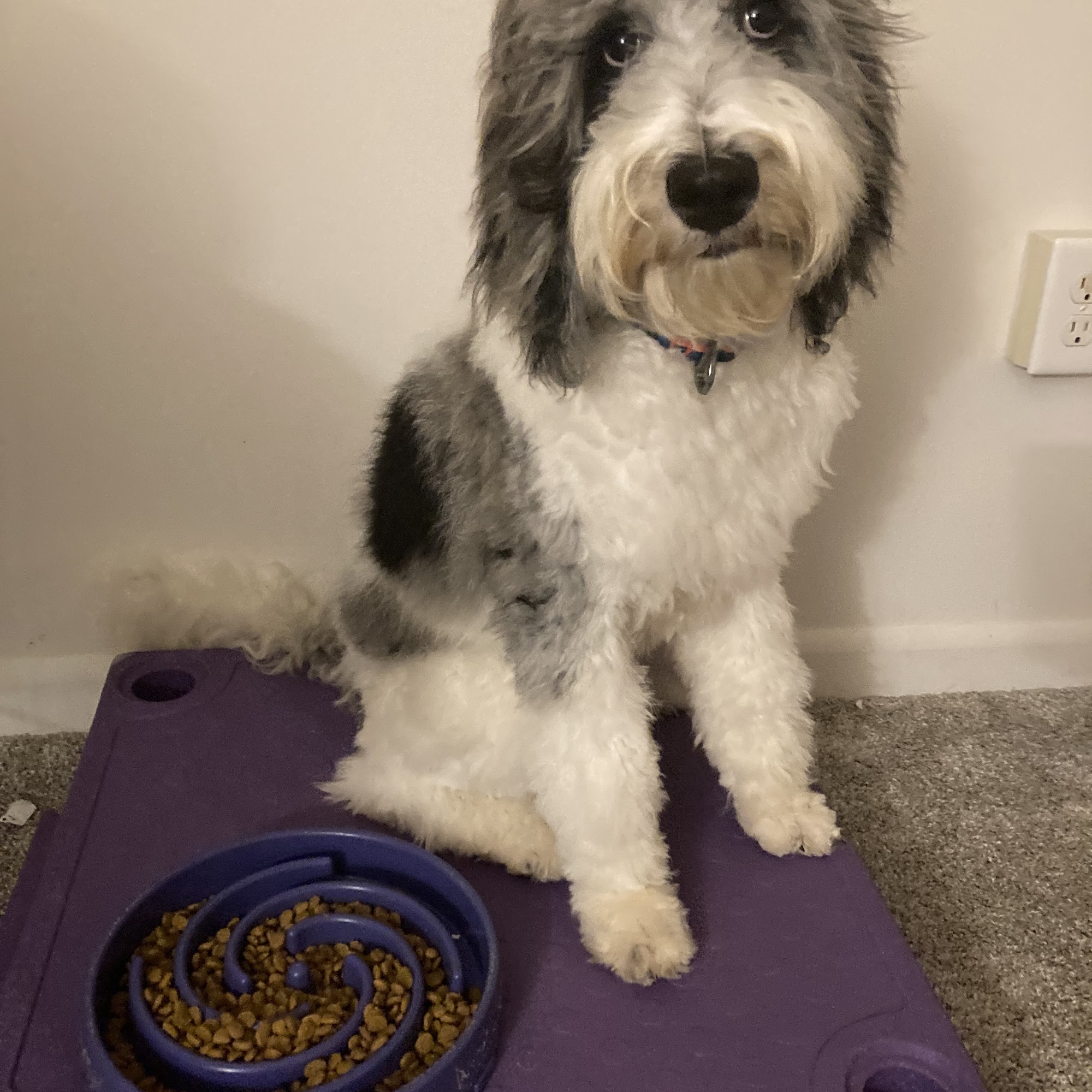 Precious Pup Palace Parma