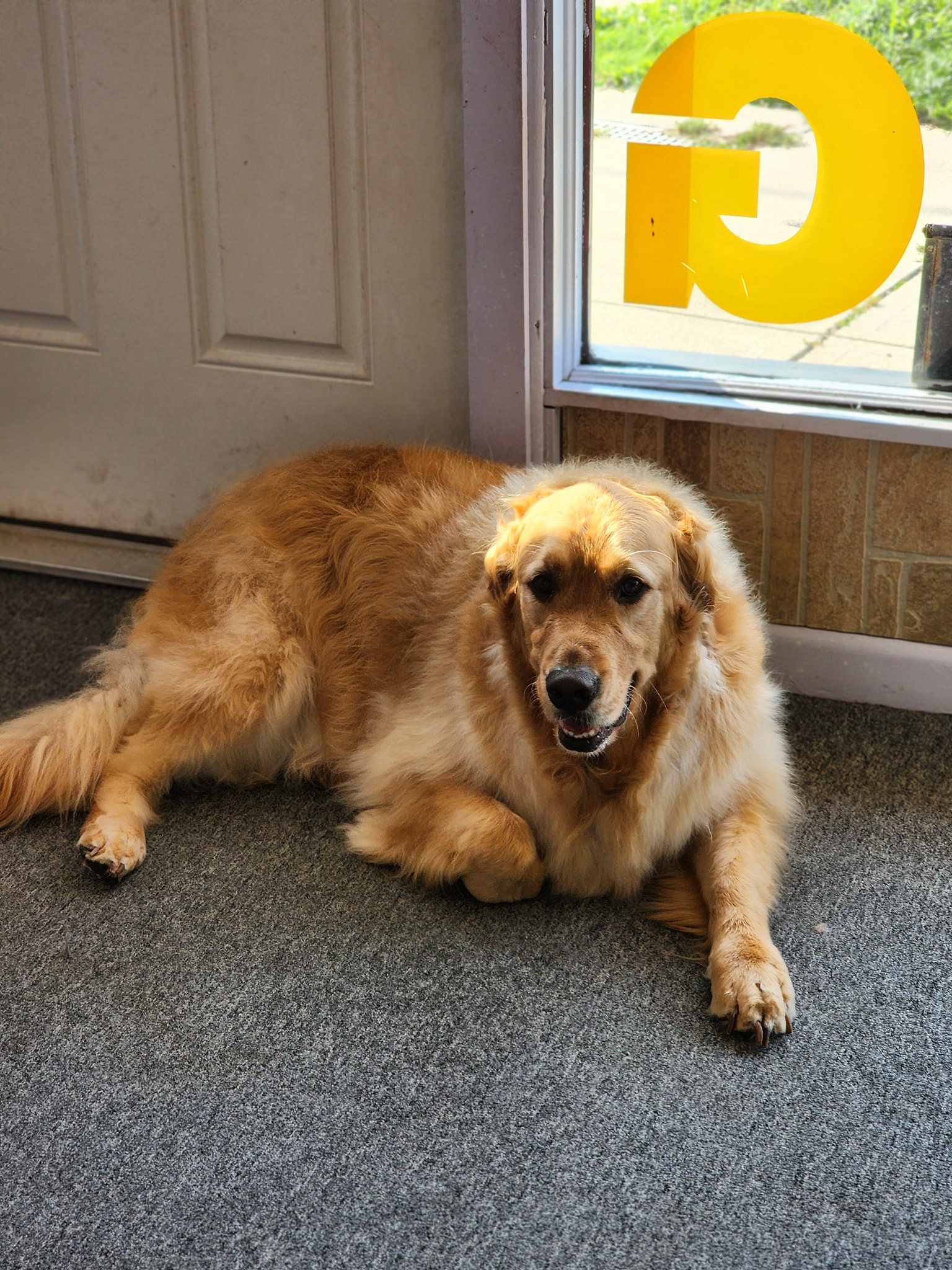 Precious Pup Palace Parma