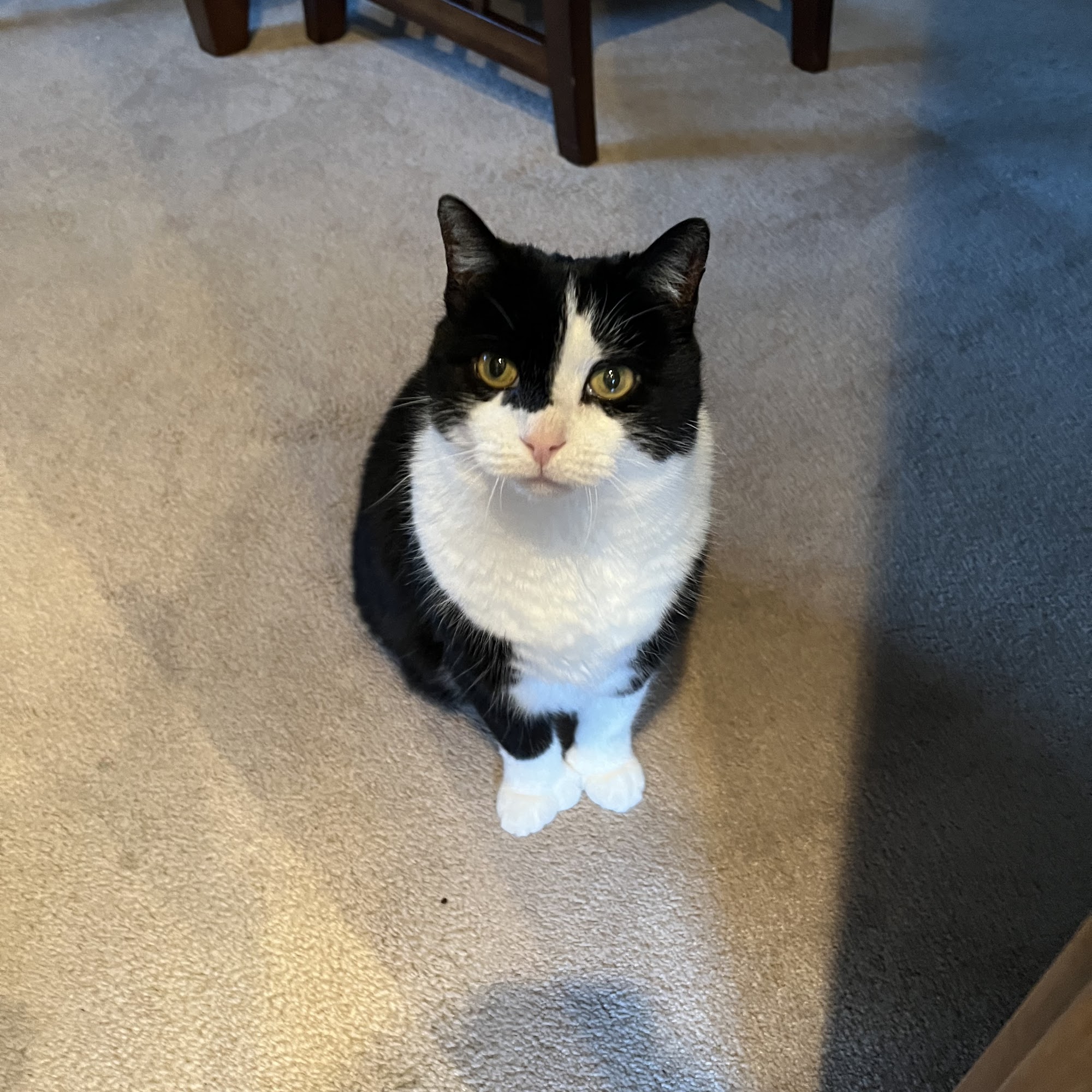 Animal Hospital of Pataskala Pataskala