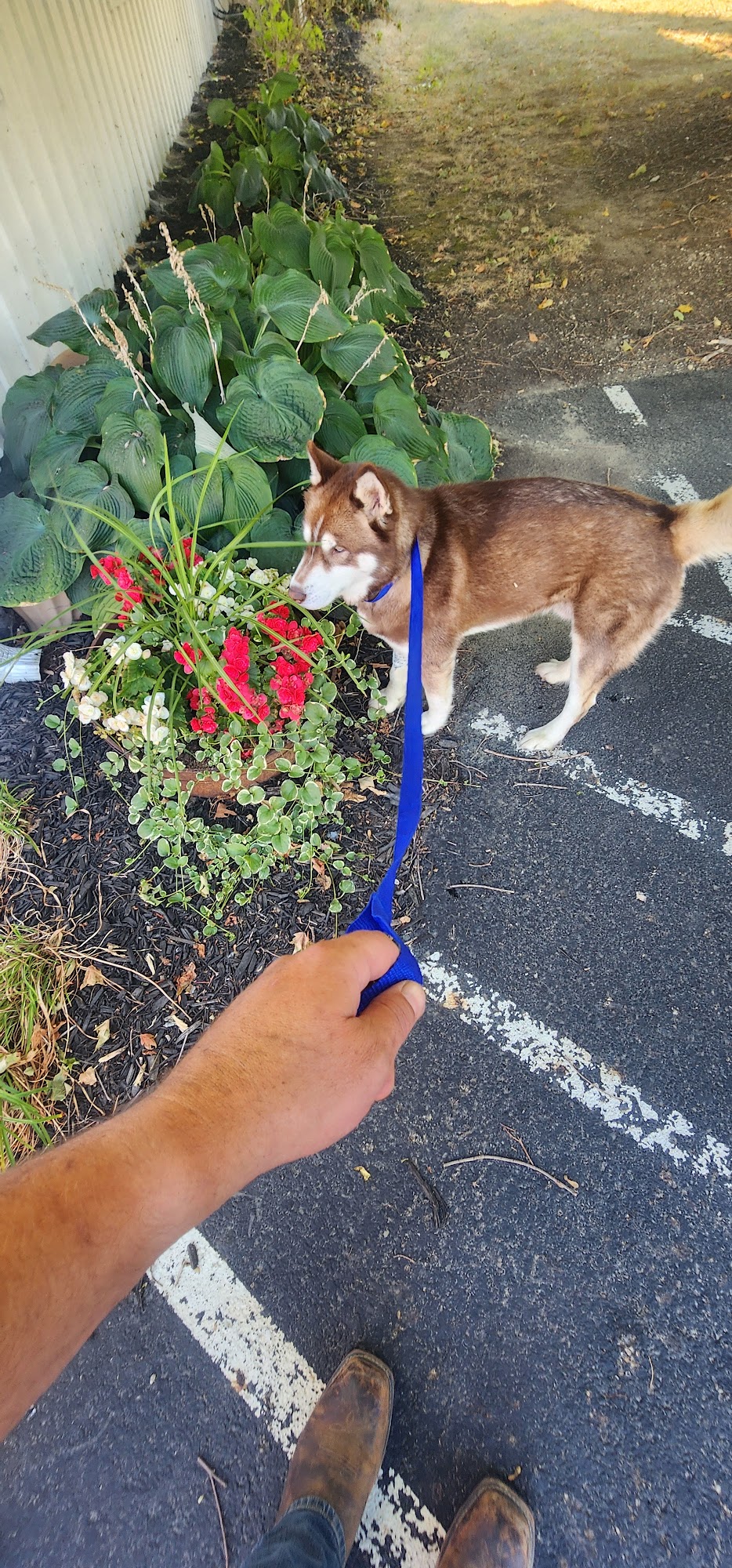 Village Veterinary Care: Myers Lindsey R DVM Pataskala