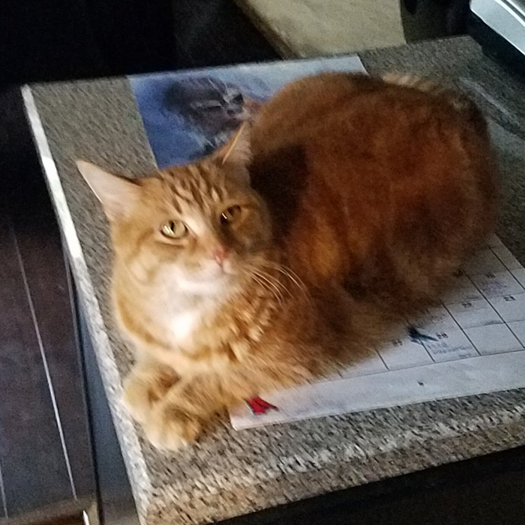 Village Veterinary Care: Myers Lindsey R DVM Pataskala