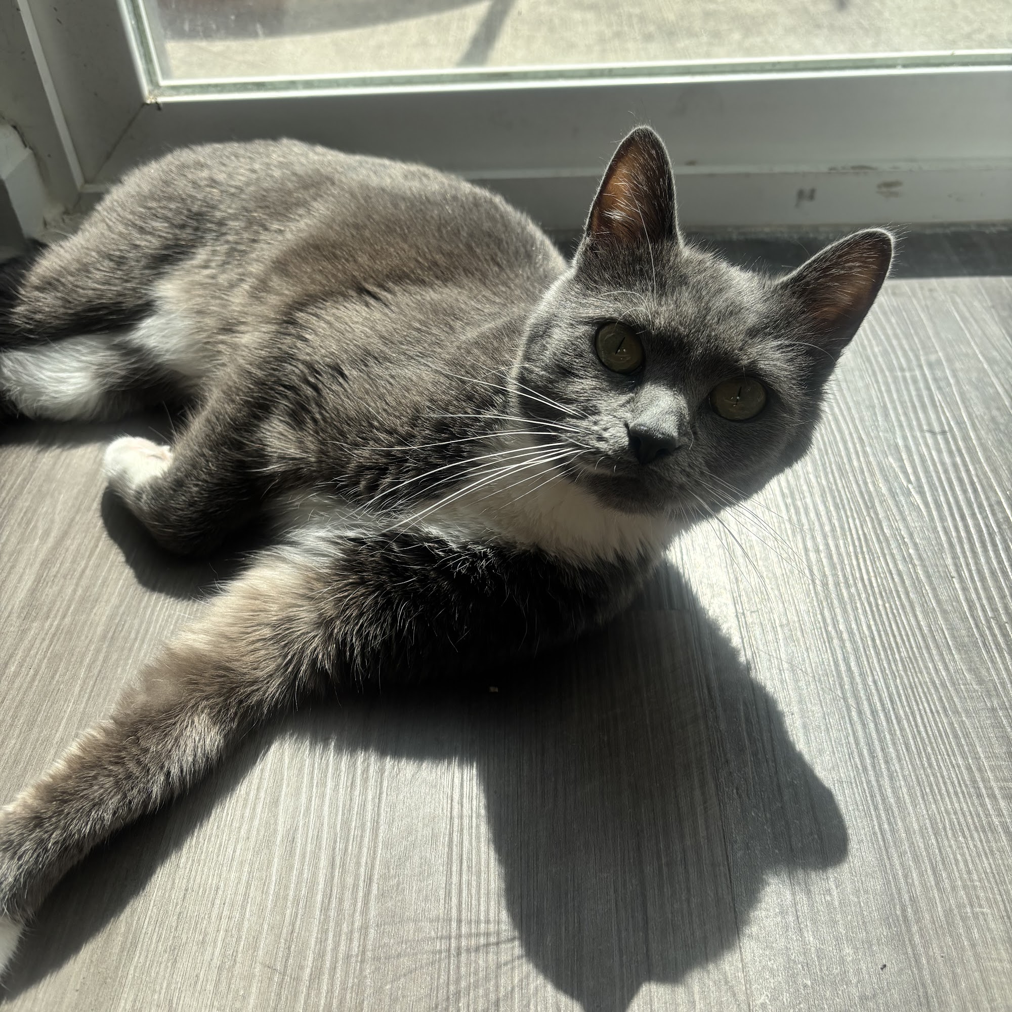 Animal Hospital of Pataskala: Harris Justin DVM Pataskala