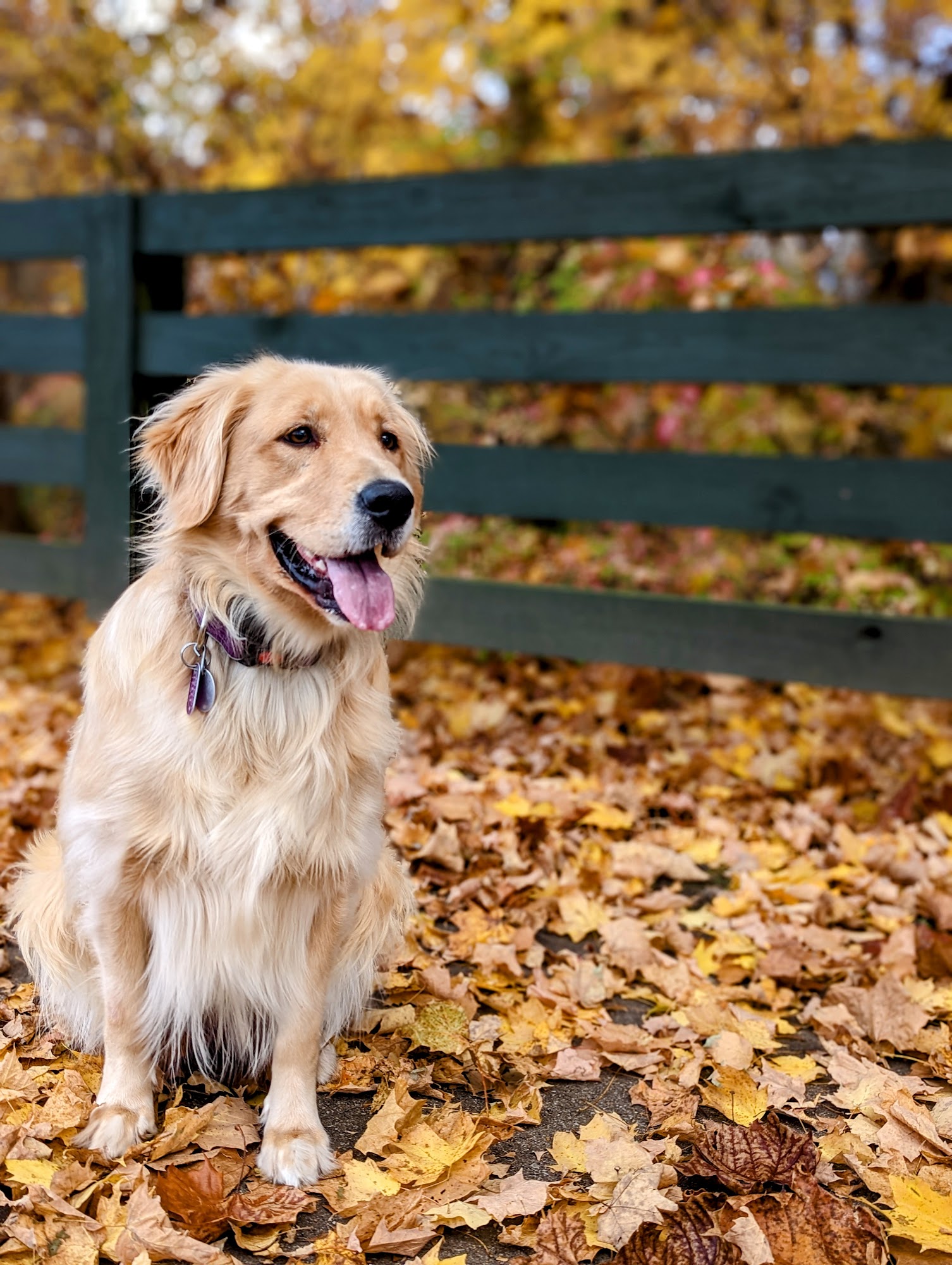 Paradigm K9 LLC Pataskala