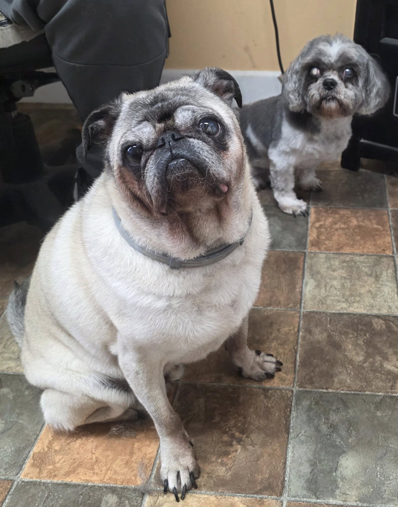 Classy Critter Cuts 3044 Fawcett Rd, Peebles Ohio 45660