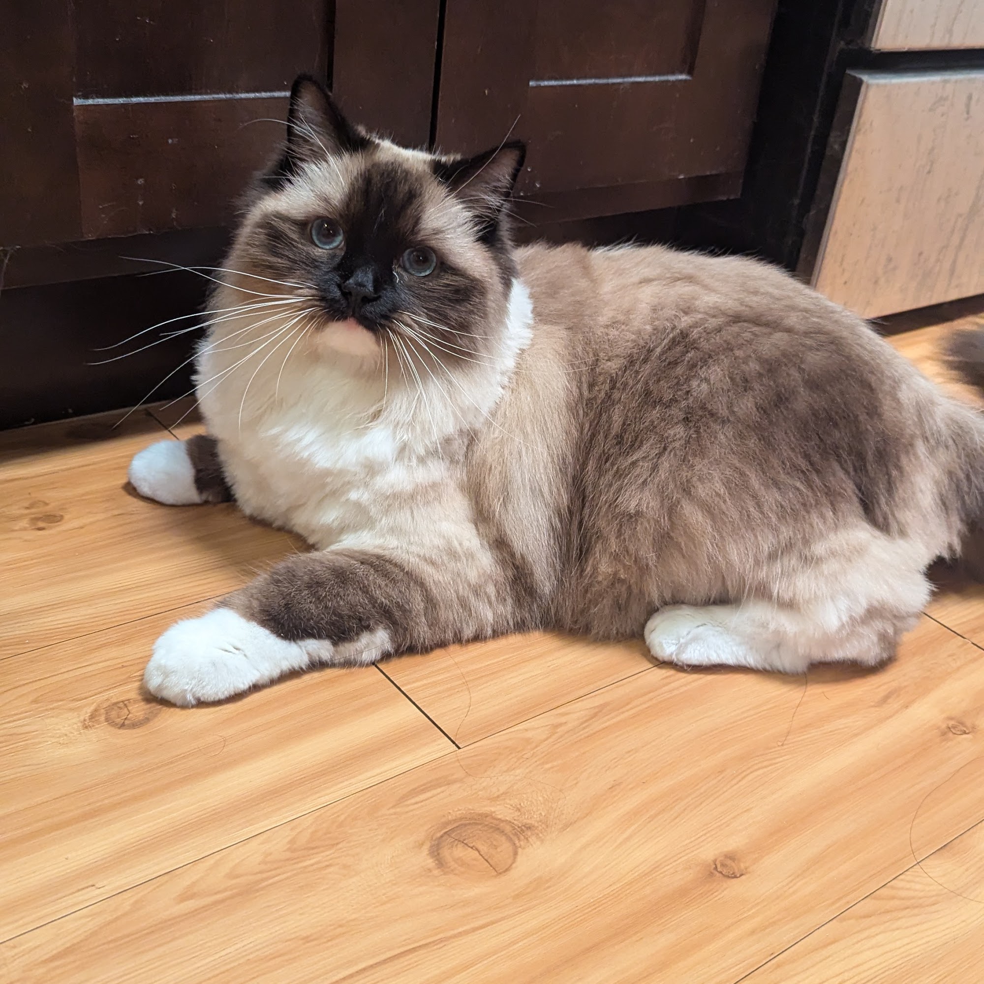 Perrysburg Pet Lodge and Spa Perrysburg