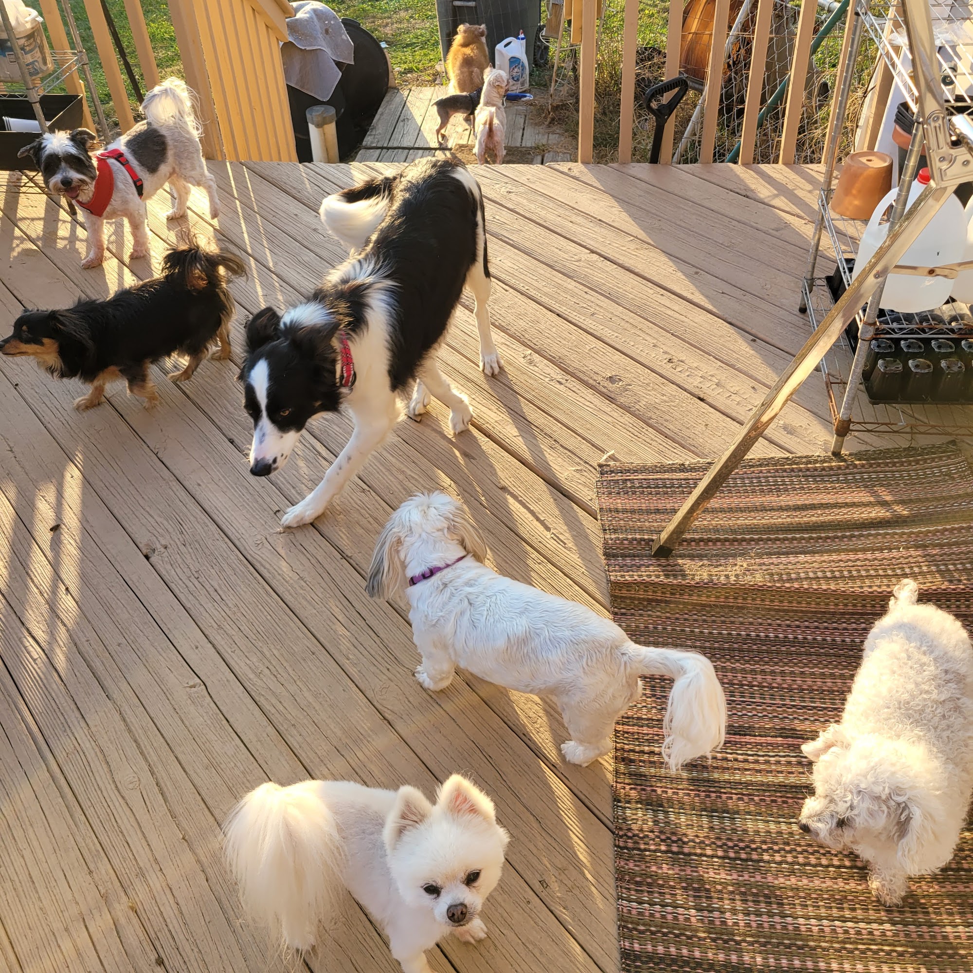 Fur is A Fly'n Llc 6105 Refugee Rd, Pickerington Ohio 43147