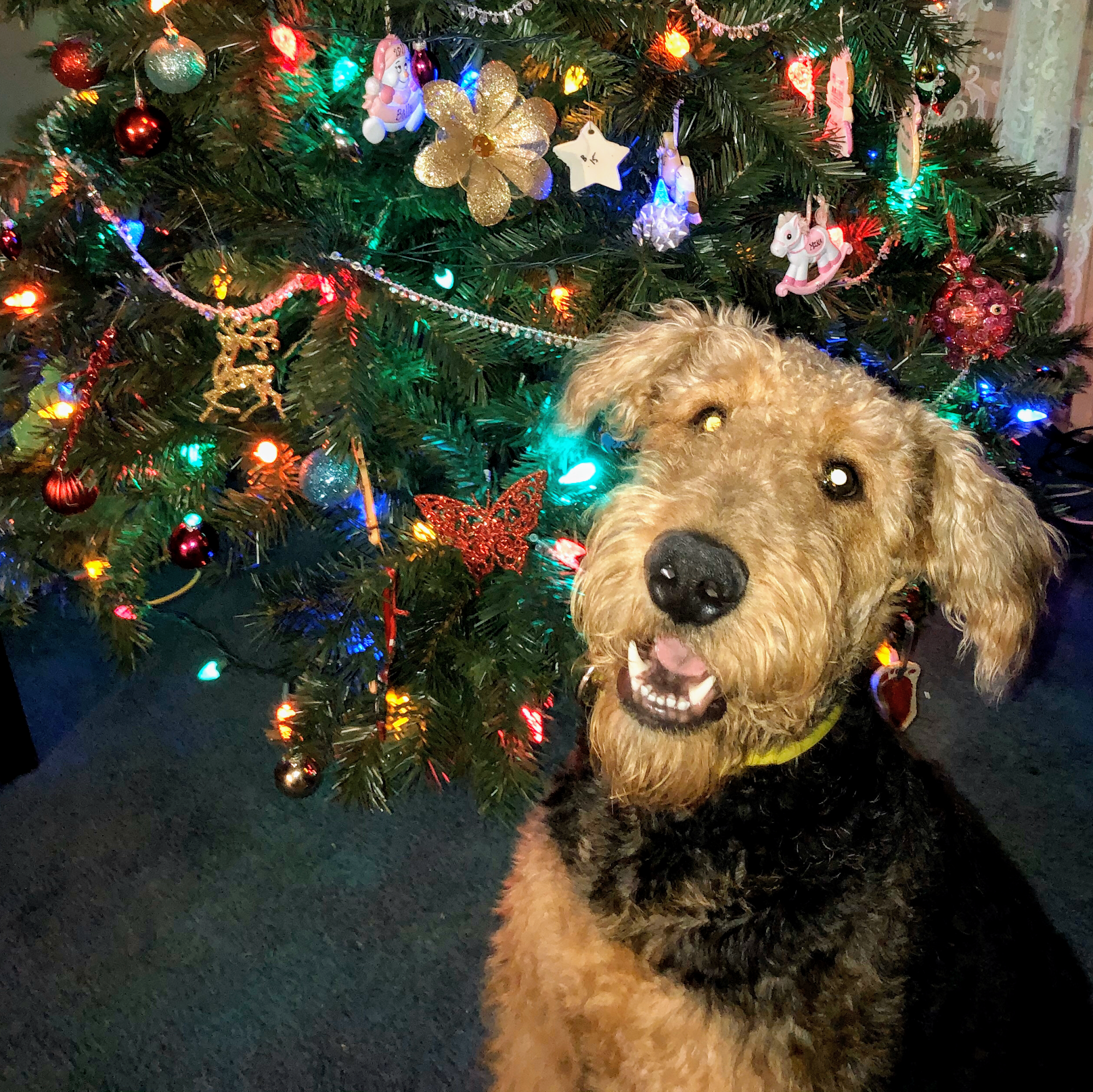 Willow Creek Airedales Pierpont