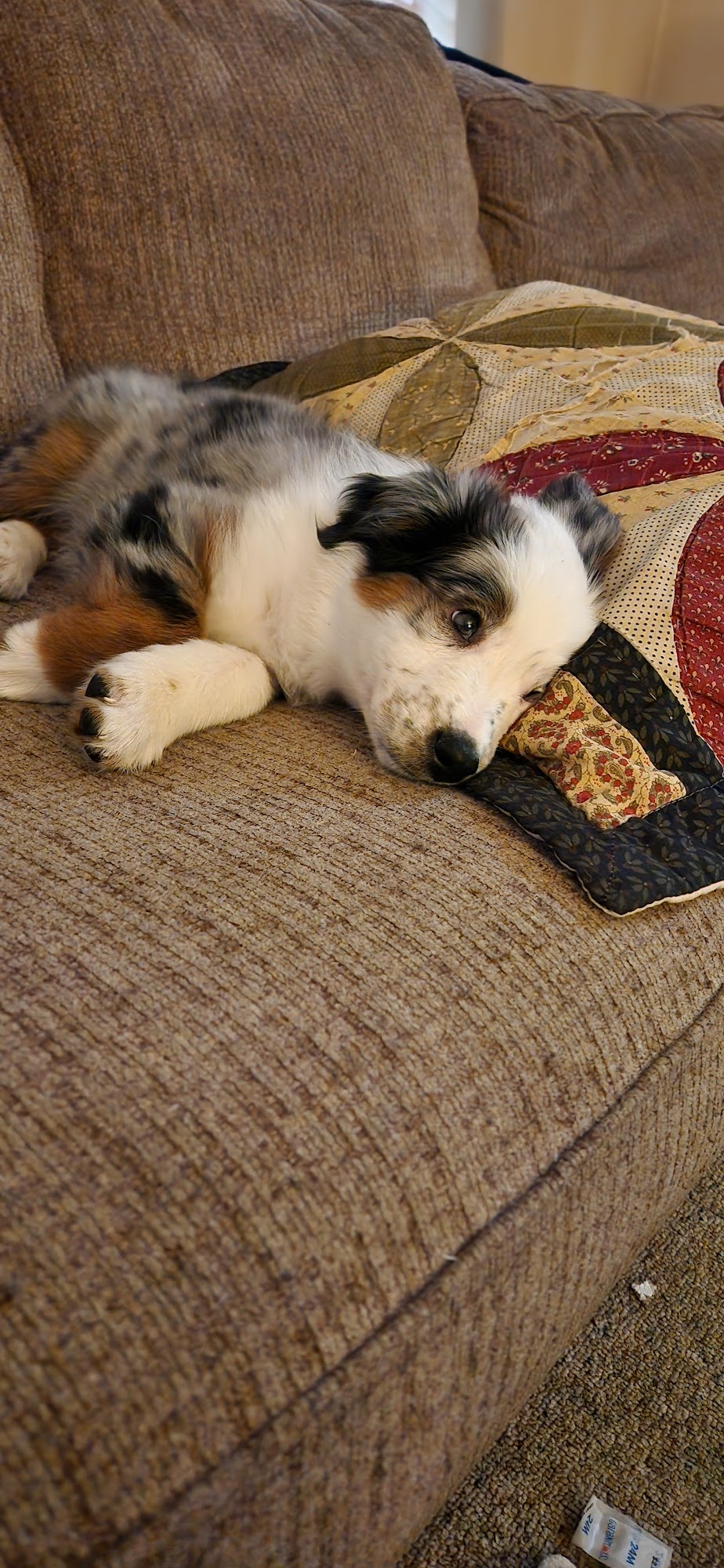 Oakview Veterinary Hospital Piqua