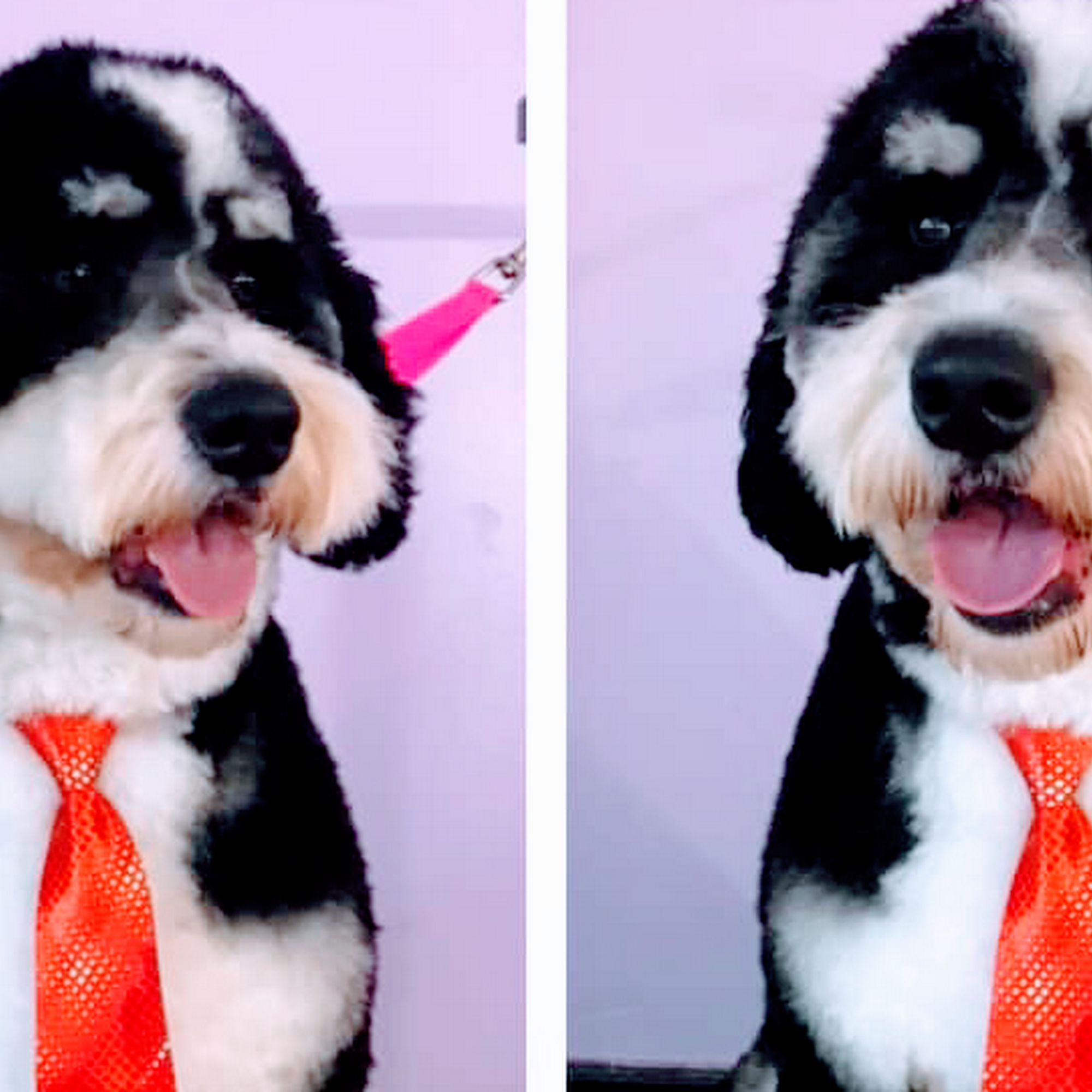 Ayla’s Barks & Bubbles Piqua