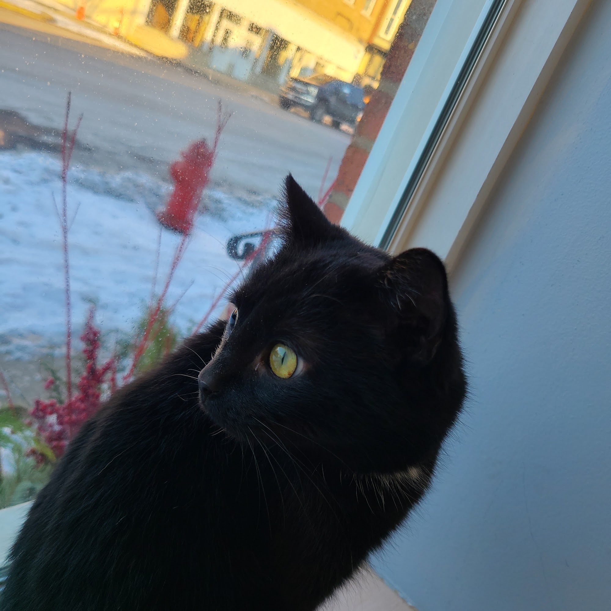 Plain City Animal Hospital Plain City