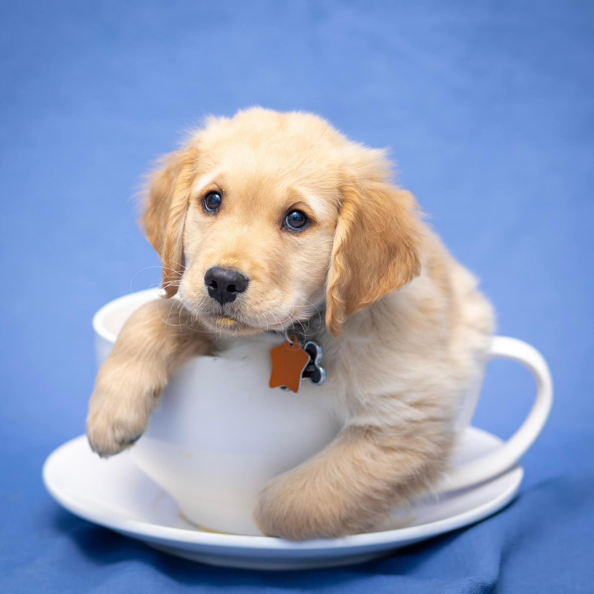 Pets First Veterinary Clinic Plain City