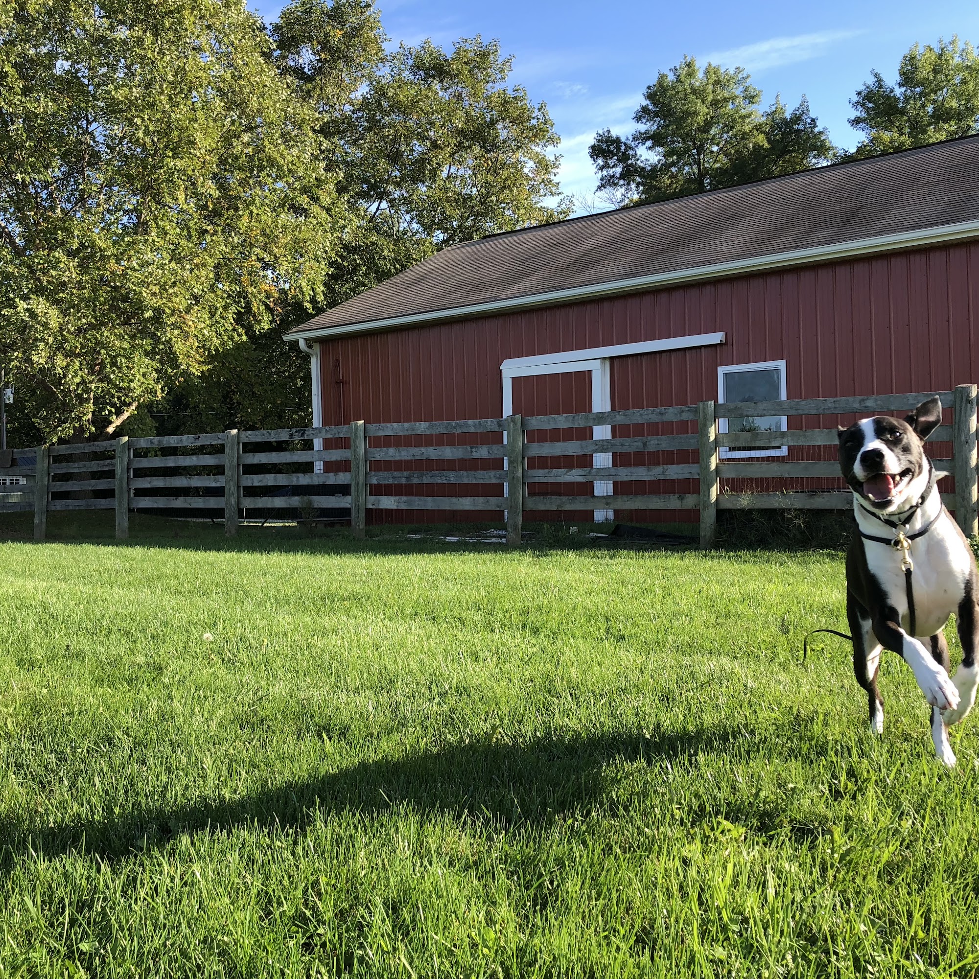 Dog's Best Friend Training Plain City