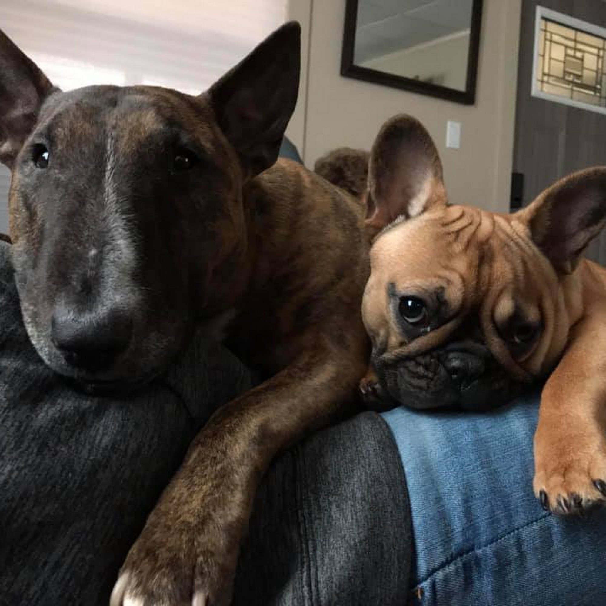 Harborview Animal Hospital Port Clinton