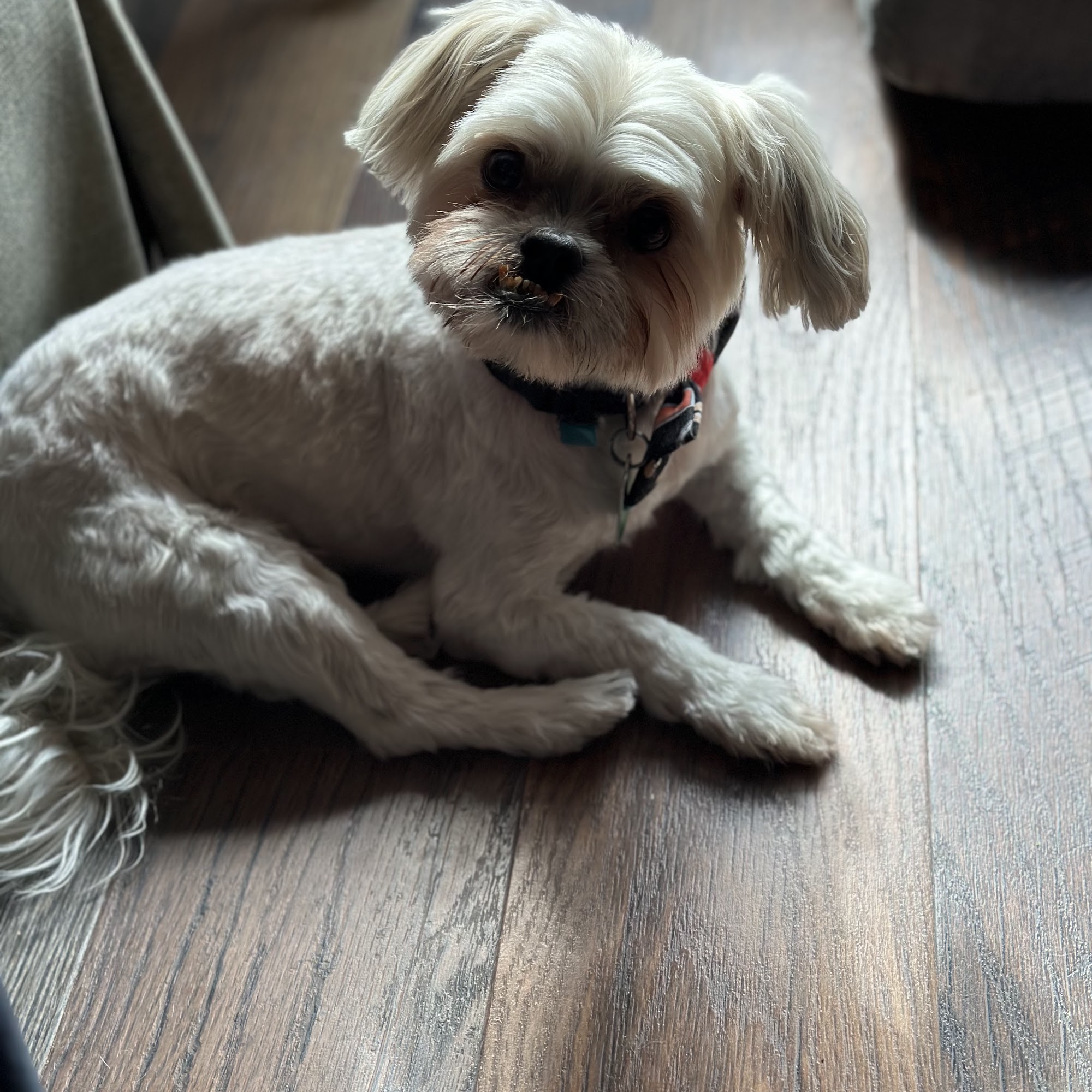 Fido & Felix Pet Parlor Port Clinton