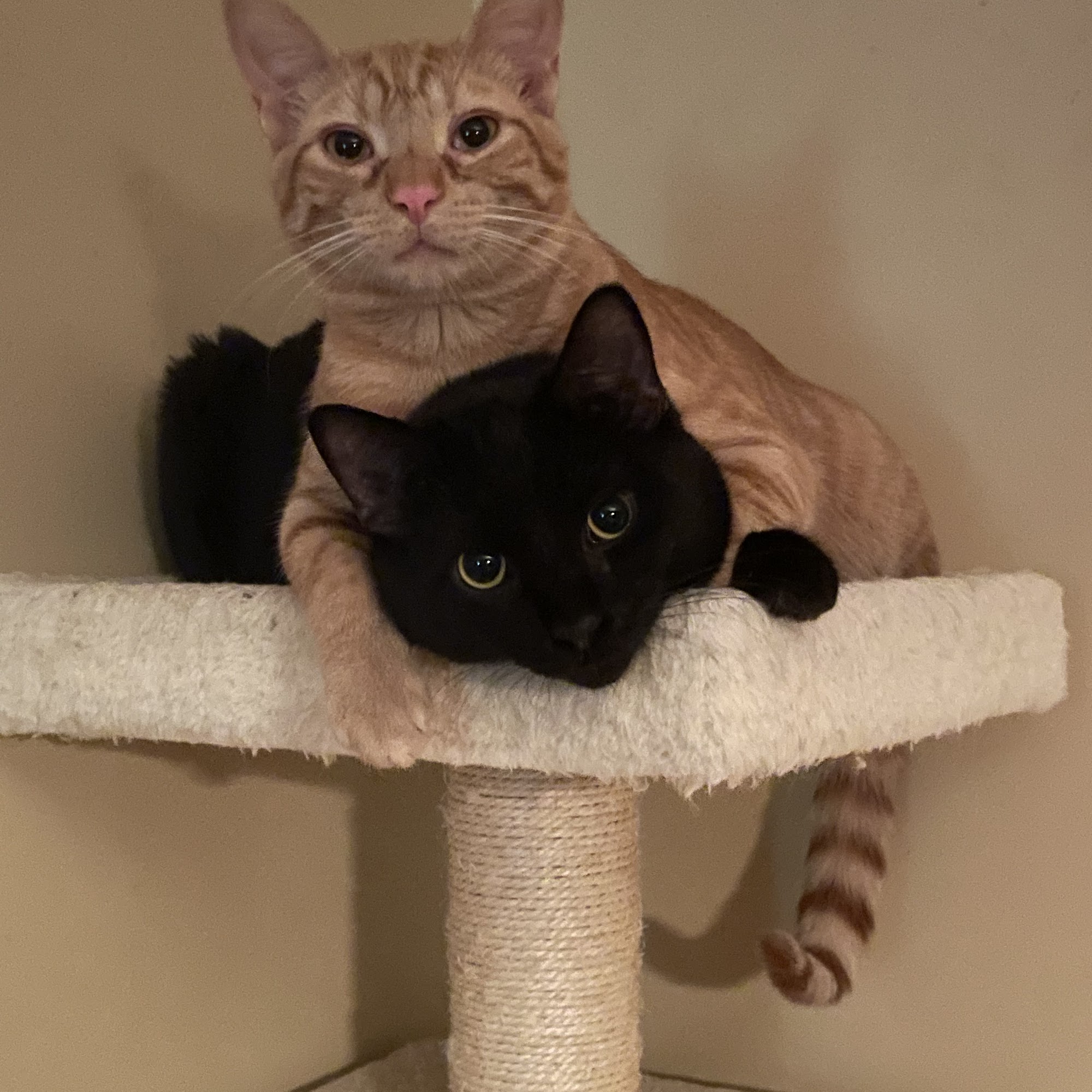 Shawnee Animal Clinic Portsmouth