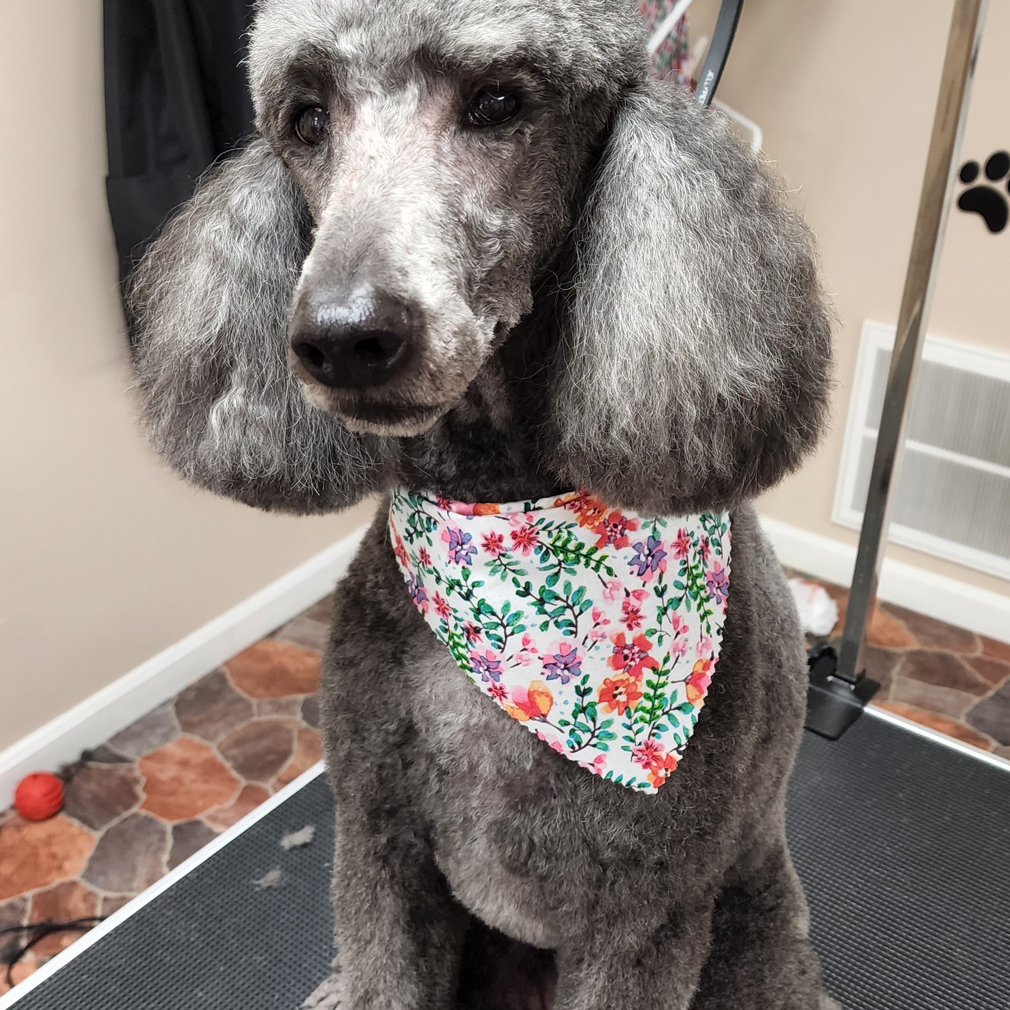 The Stray Dog Salon, LLC Portsmouth