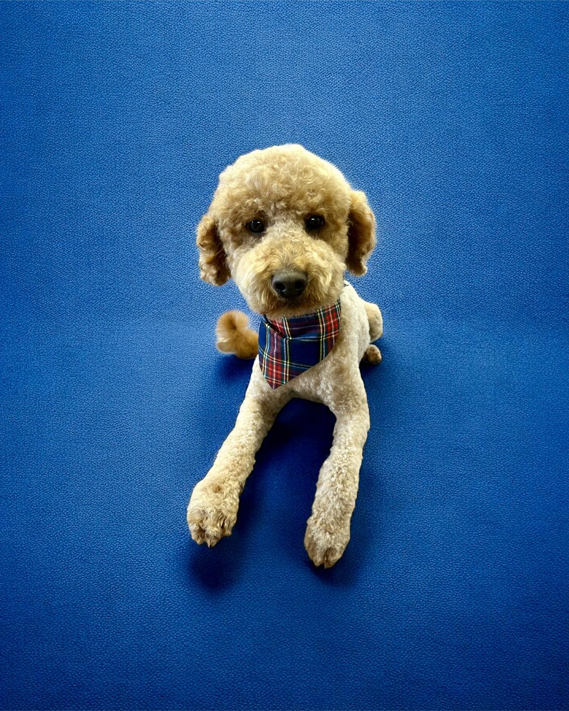 Skeens Pet Daycare & Spa Portsmouth
