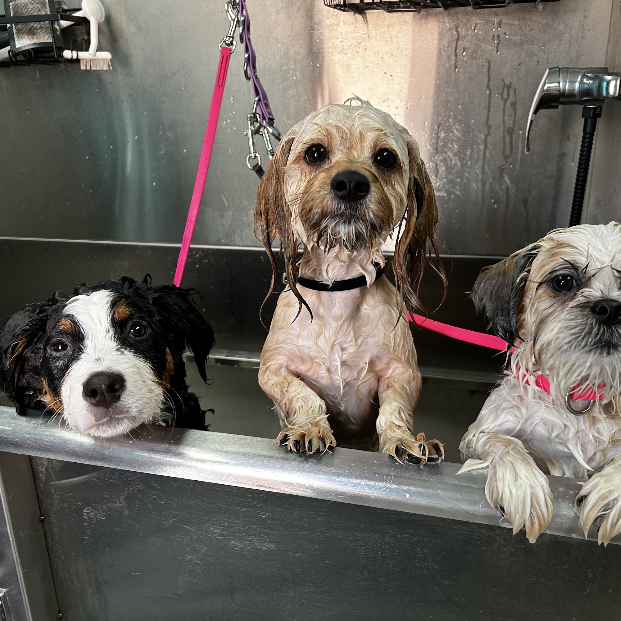 Best Friends Veterinary Hospital Powell