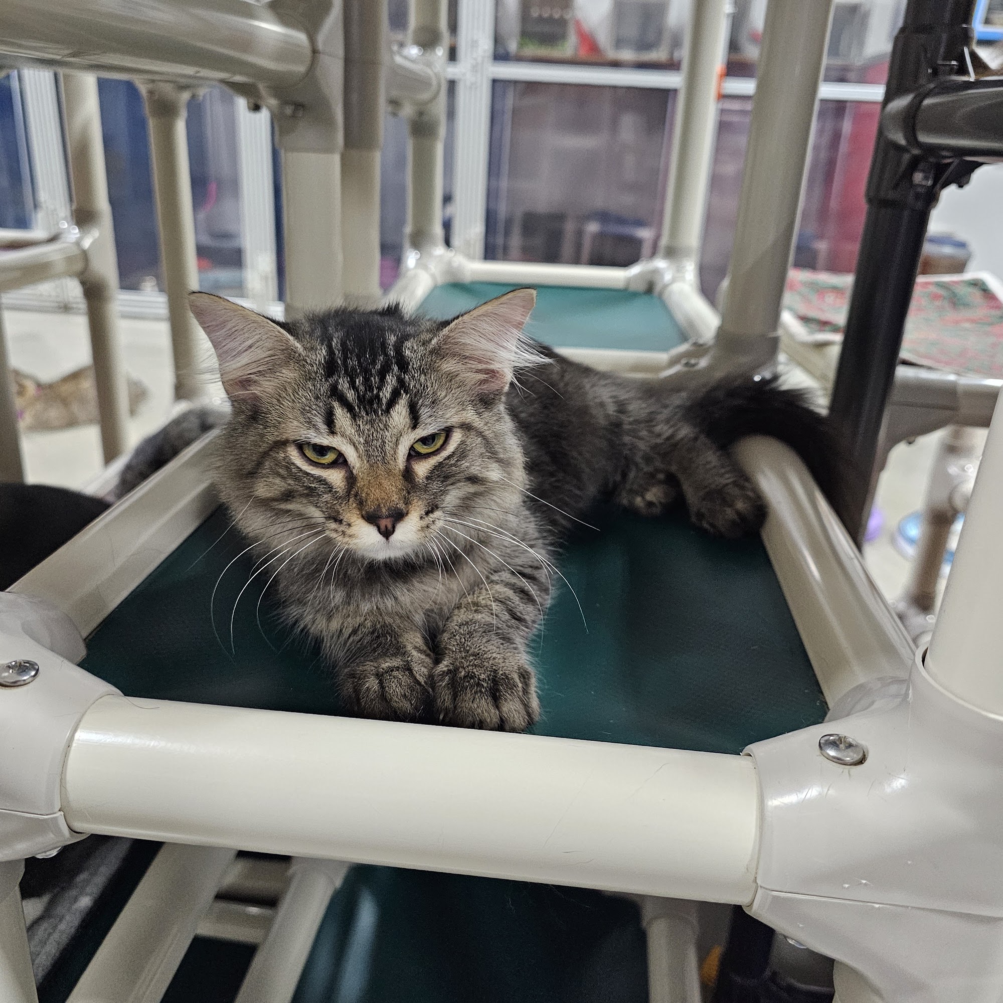 Cozy Cat Cottage Adoption Center Powell