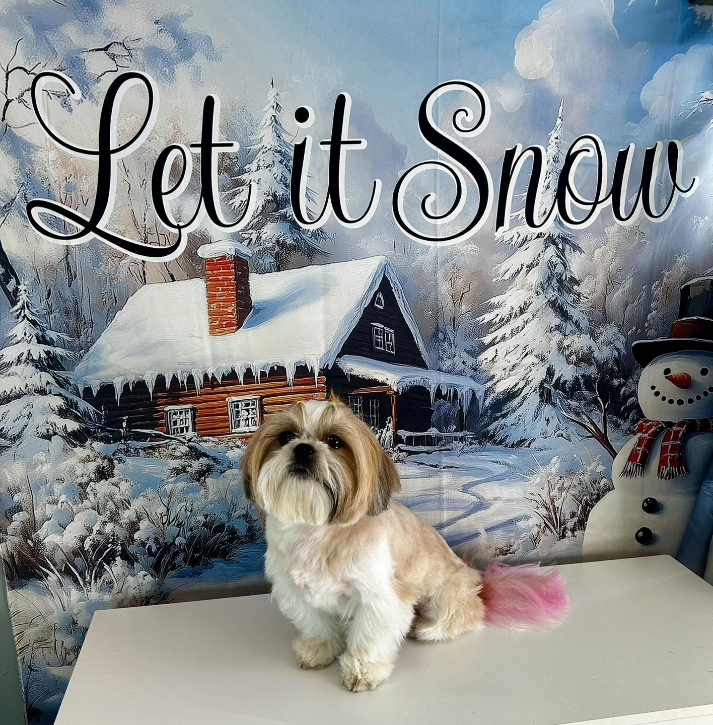 Megan’s Savvy Pet Grooming LLC Powell