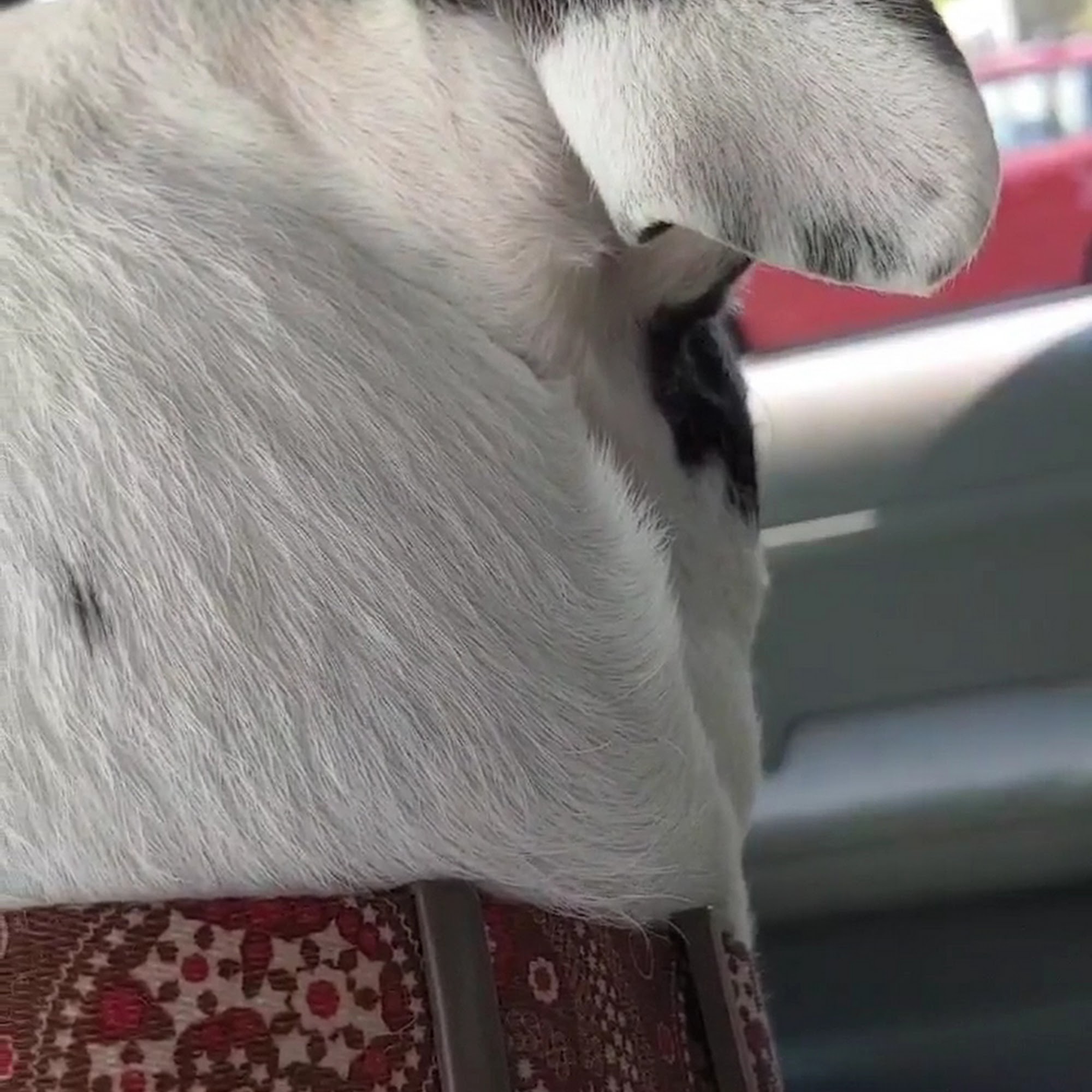 Richardson Animal Hospital Ravenna