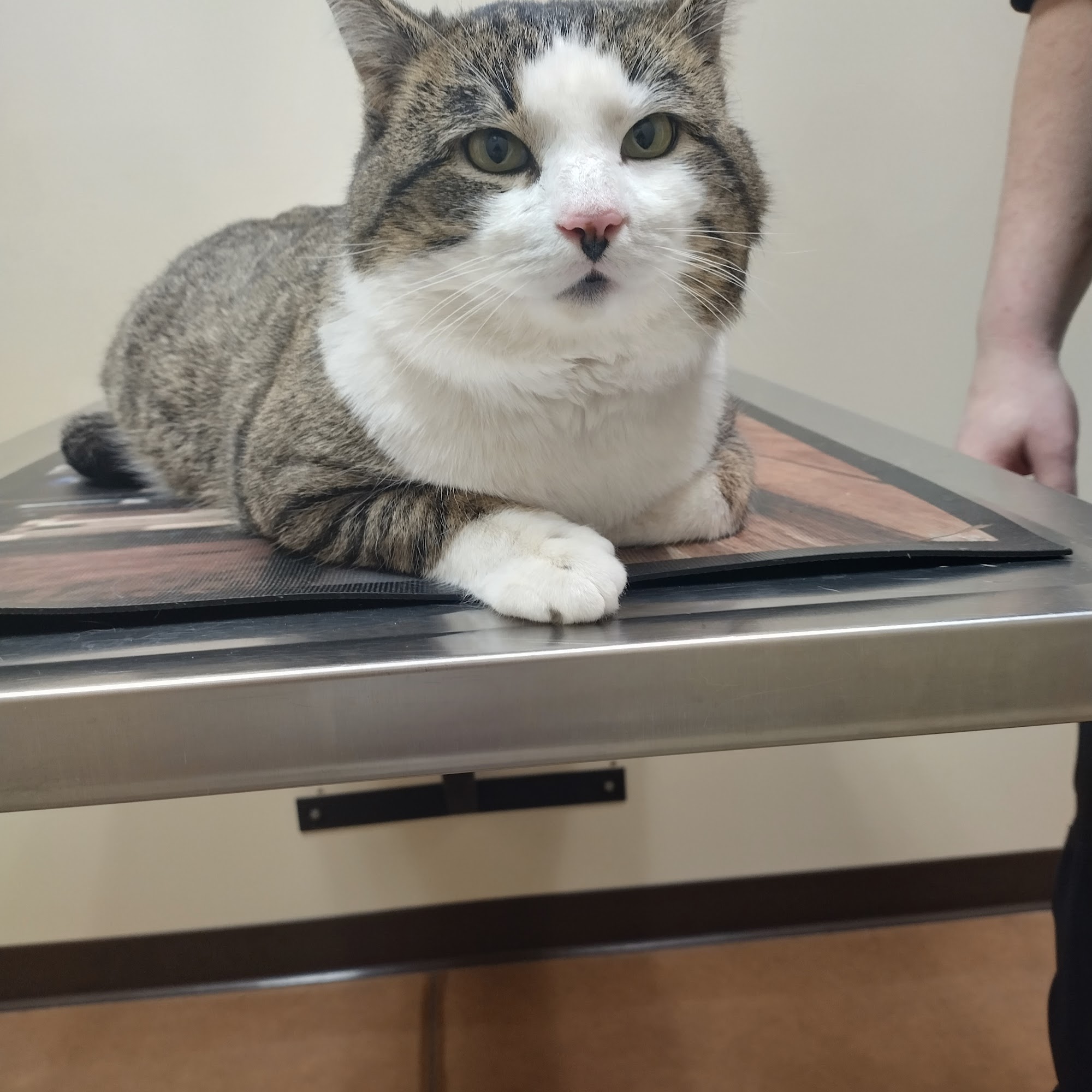 Rootstown Veterinary Hospital Ravenna