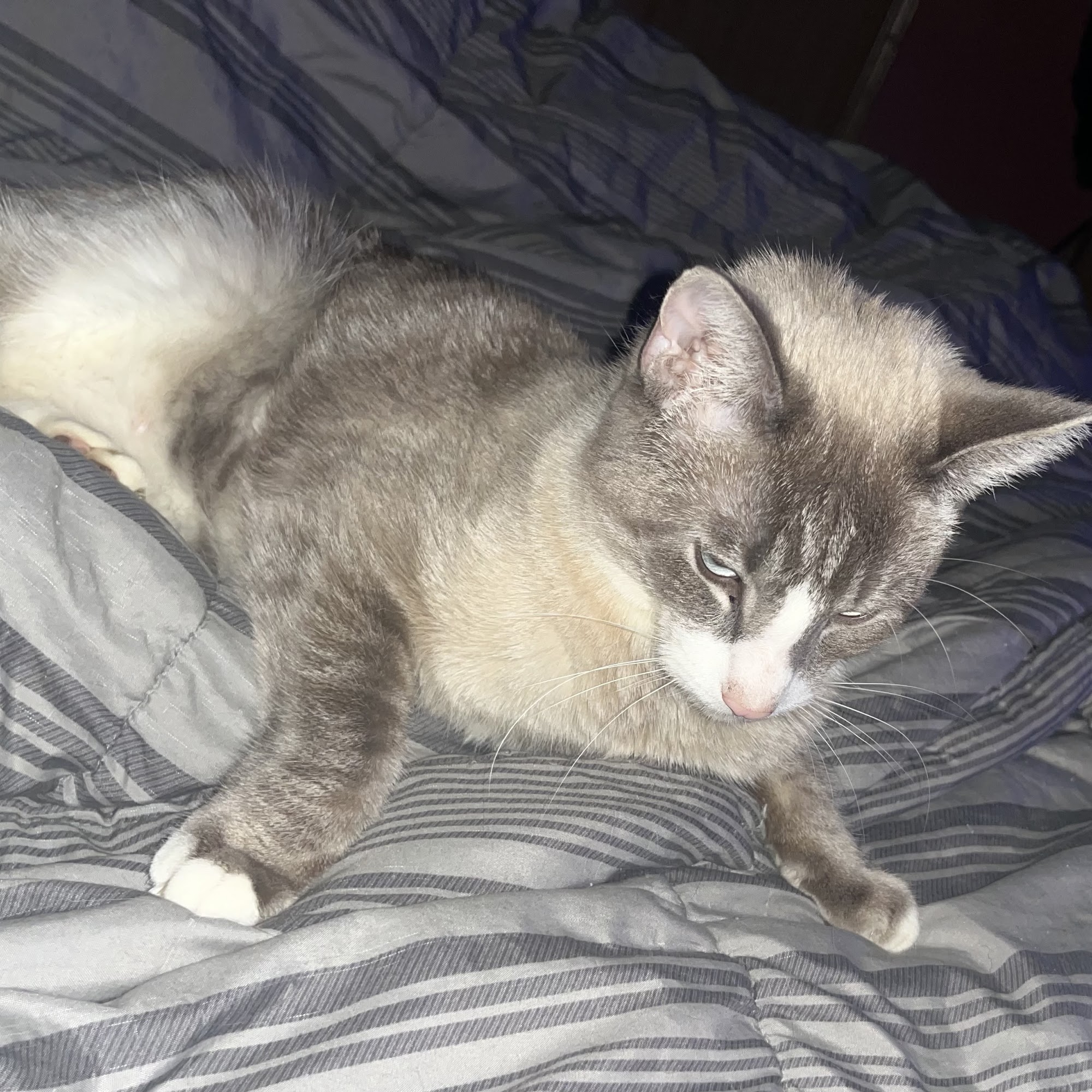 Reynoldsburg Animal Hospital Reynoldsburg