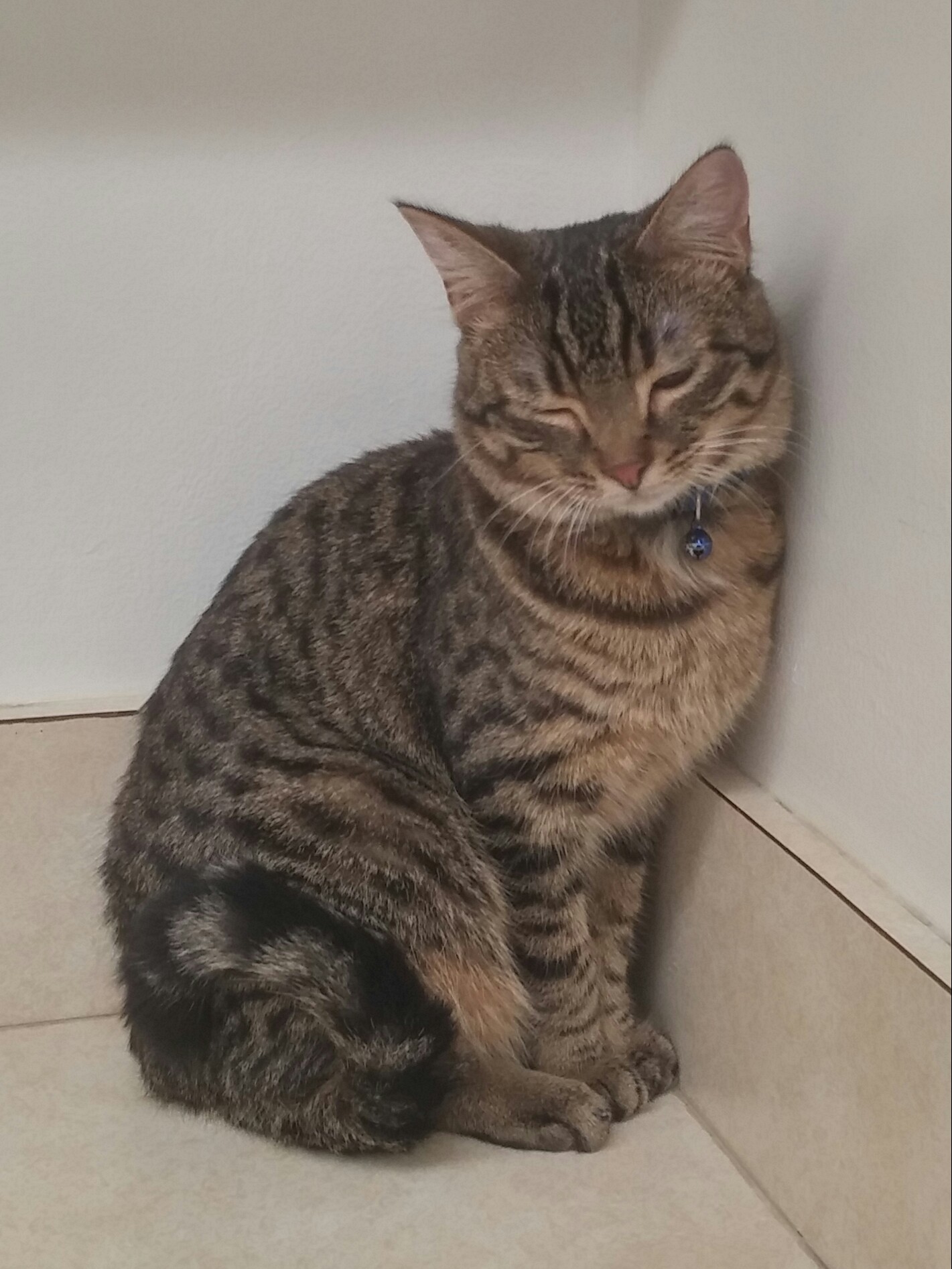 Reynoldsburg Animal Hospital Reynoldsburg