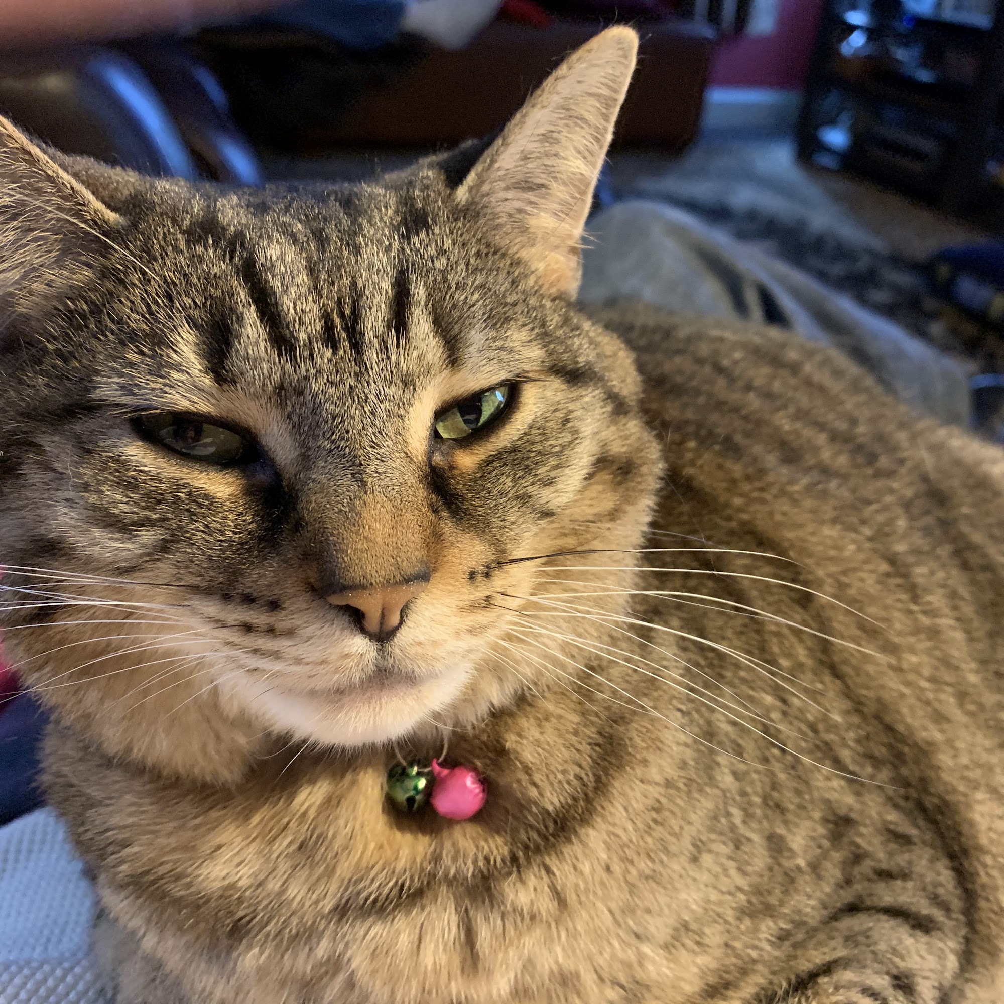 Animal Care Hospital of Reynoldsburg Reynoldsburg