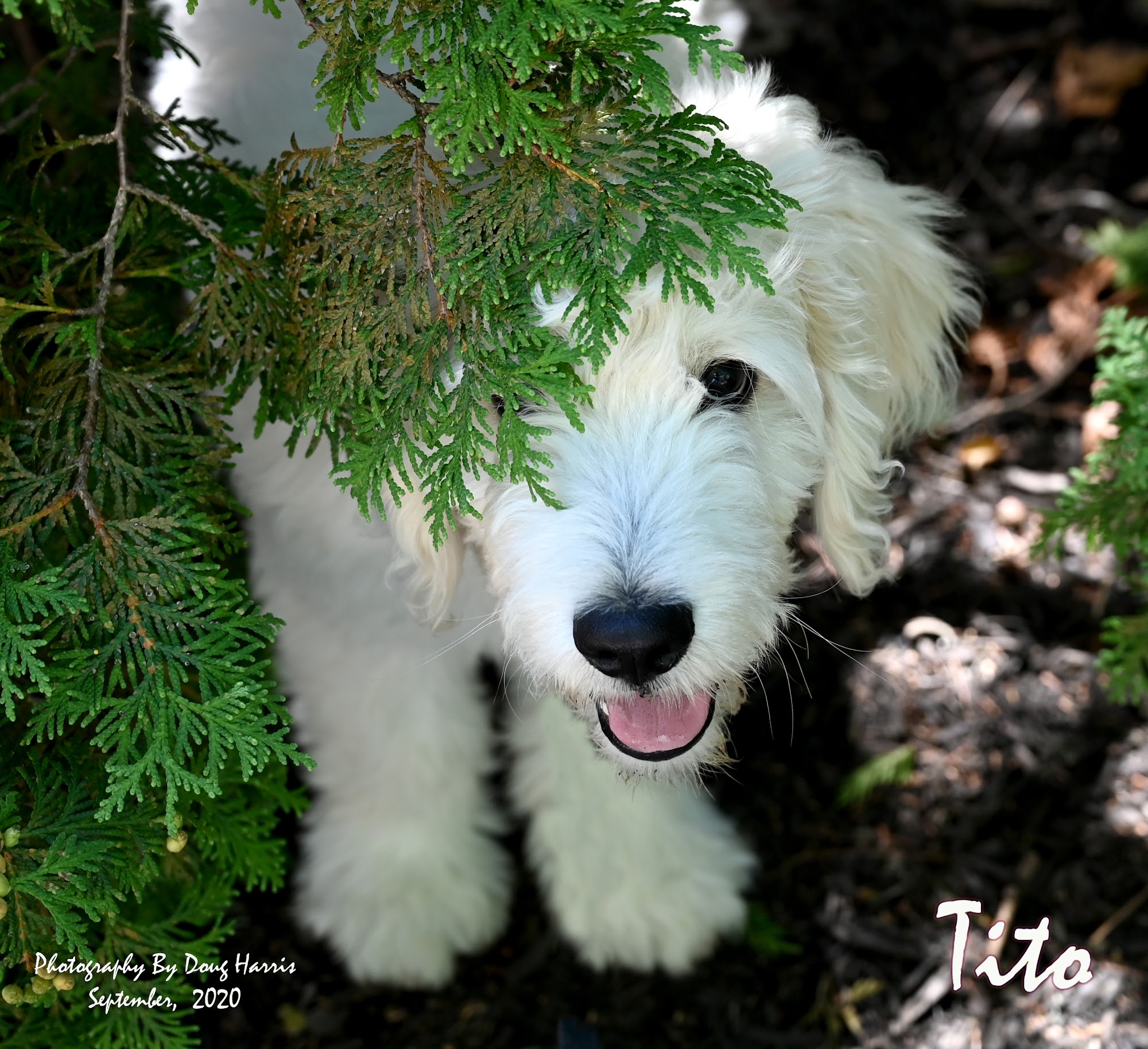 LuvPup Dog Training Academy llc Reynoldsburg