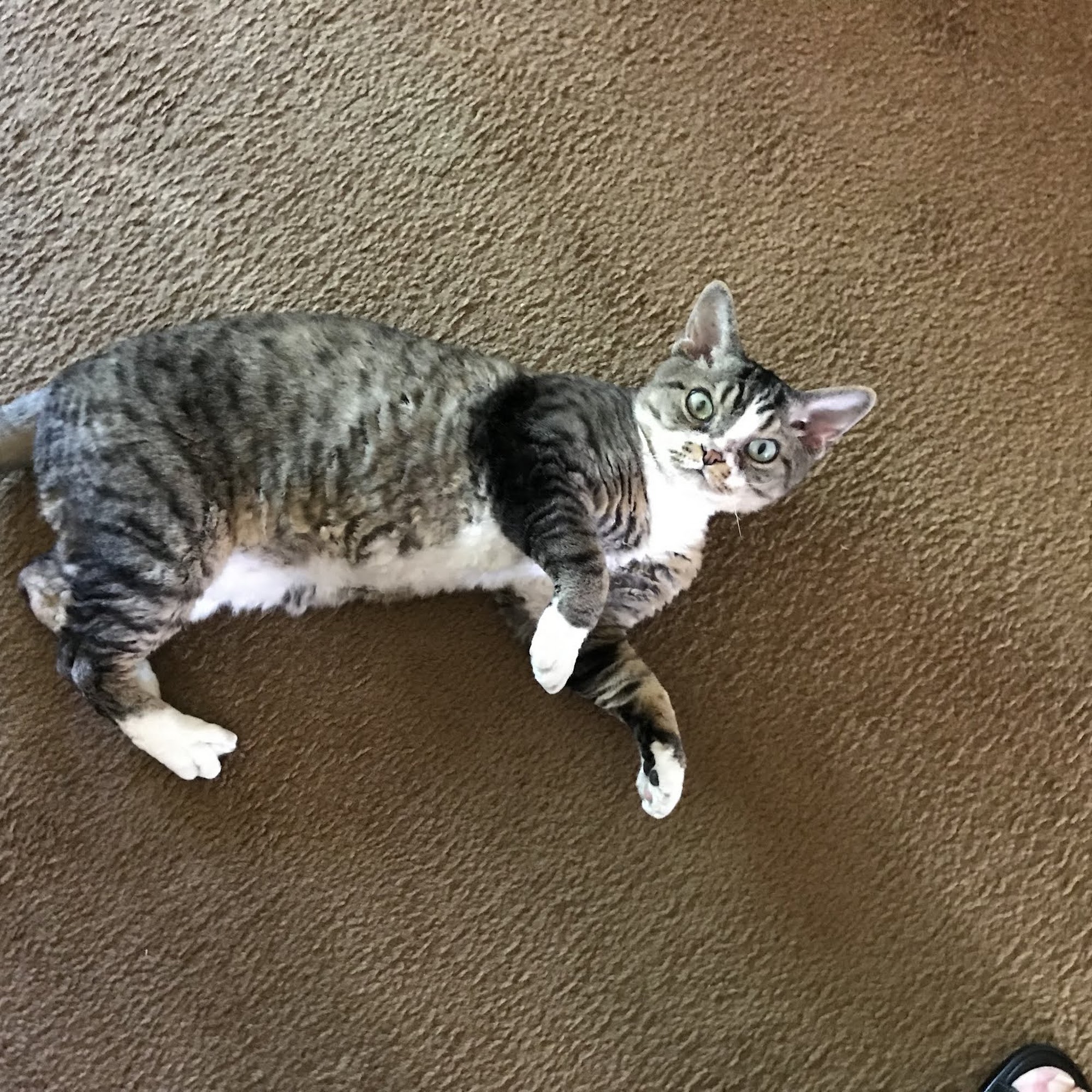 Hillcrest Animal Hospital Richmond Heights