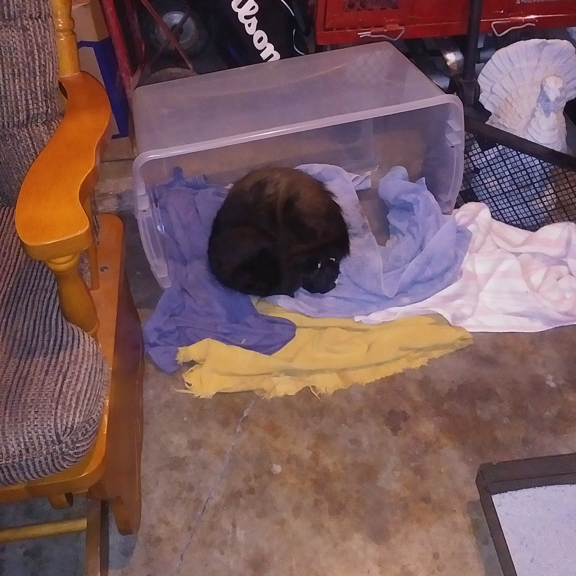 Richwood Animal Clinic Richwood