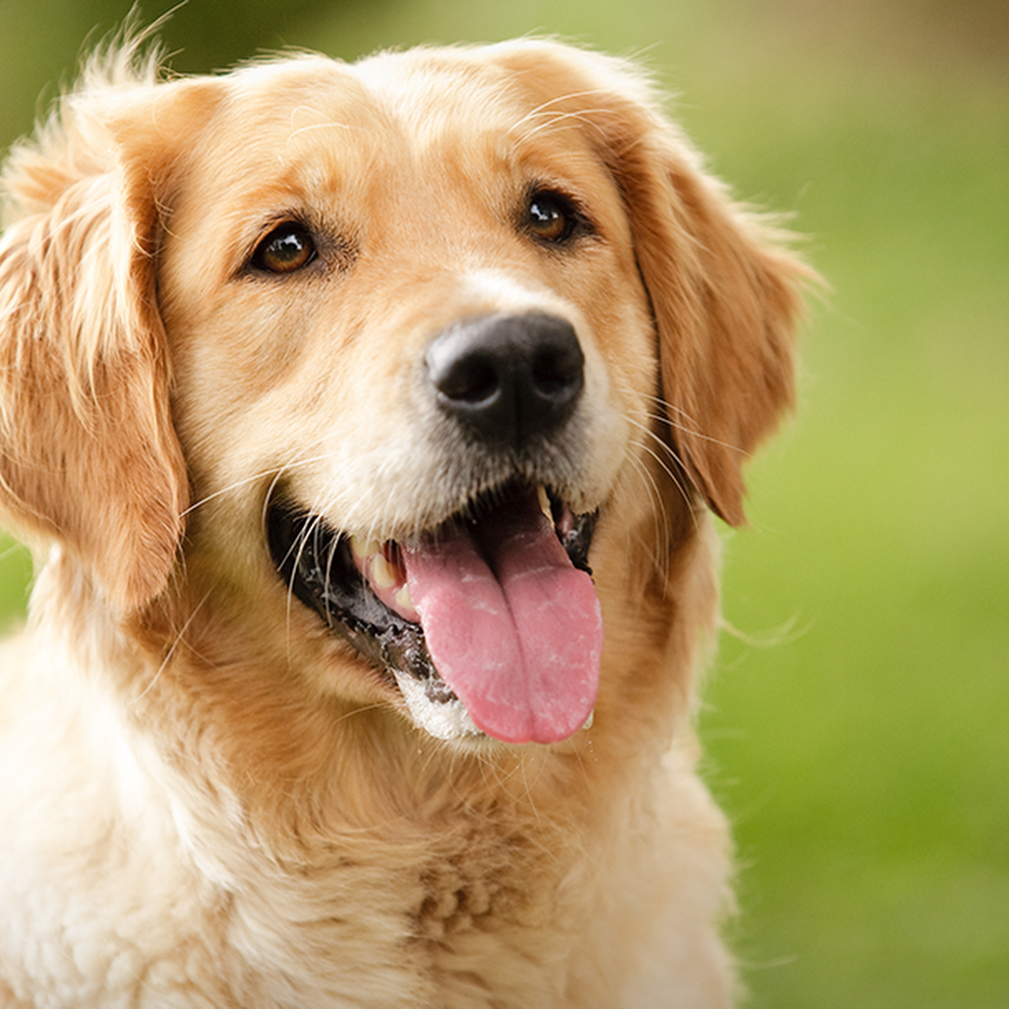 Rocky River Animal Hospital Rocky River