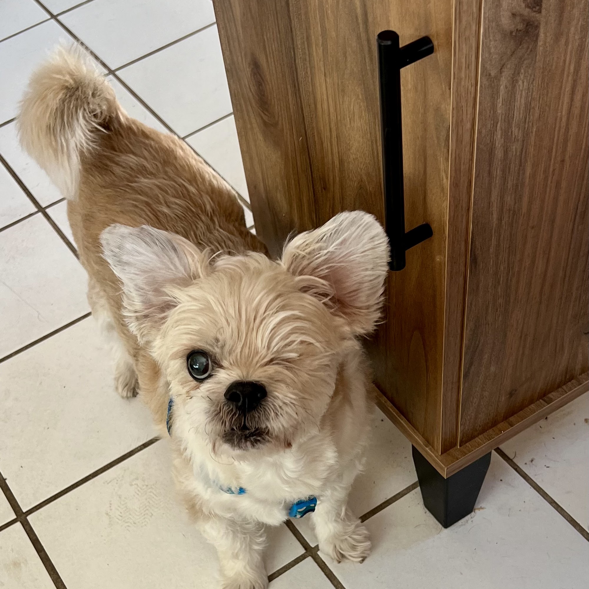 River Square Animal Hospital Rocky River