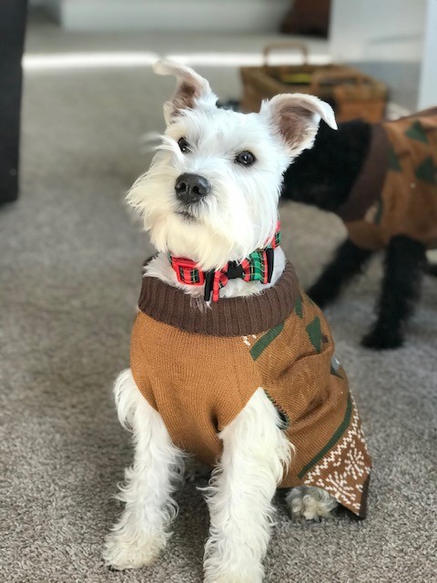 Dawn's Dog House LLC Russells Point