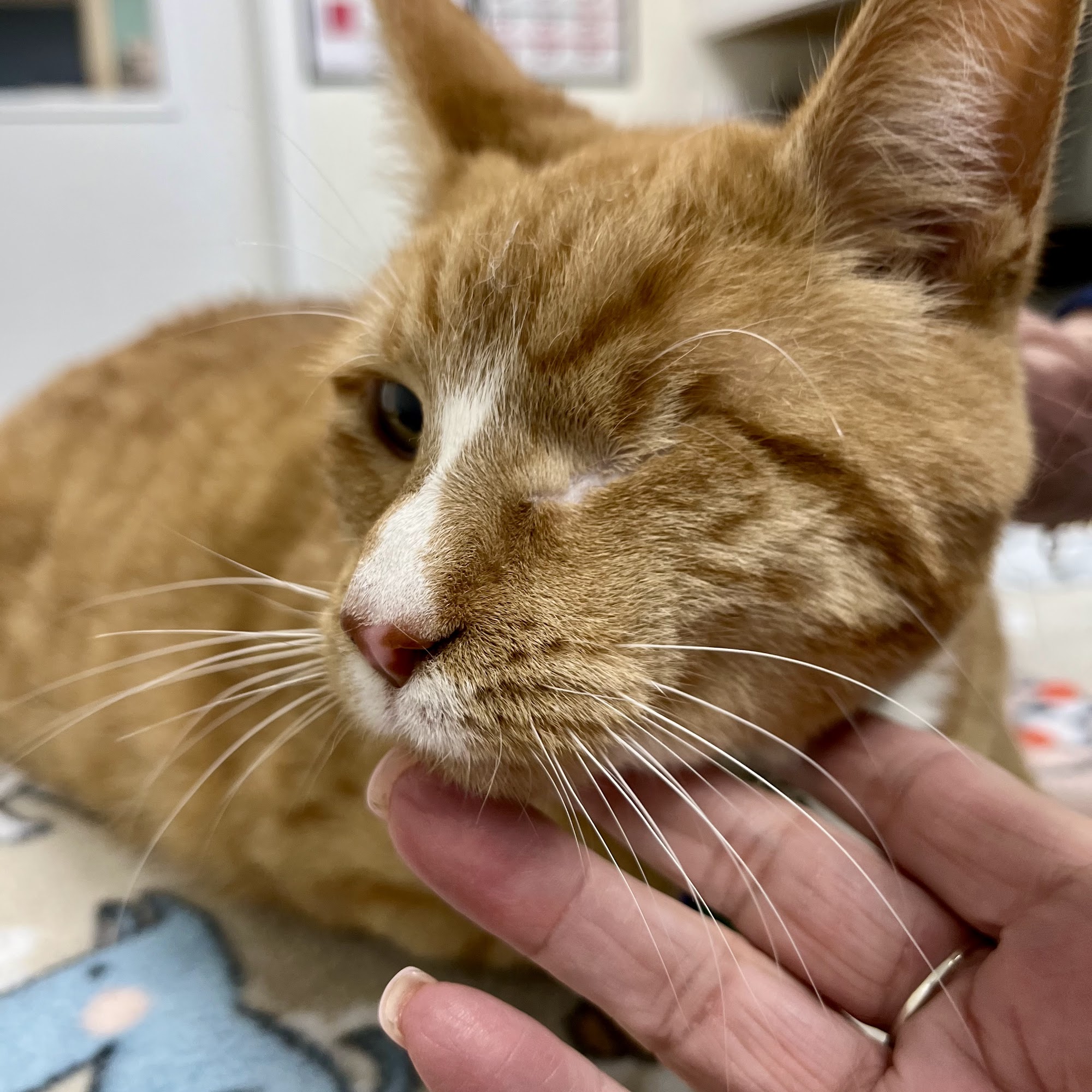 Kindler Animal Hospital Saint Clairsville