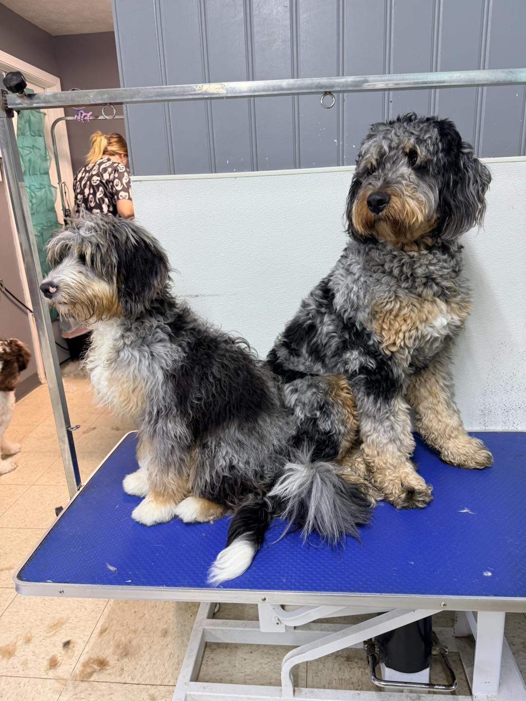 The Dog Wash and Grooming, Inc. Saint Clairsville