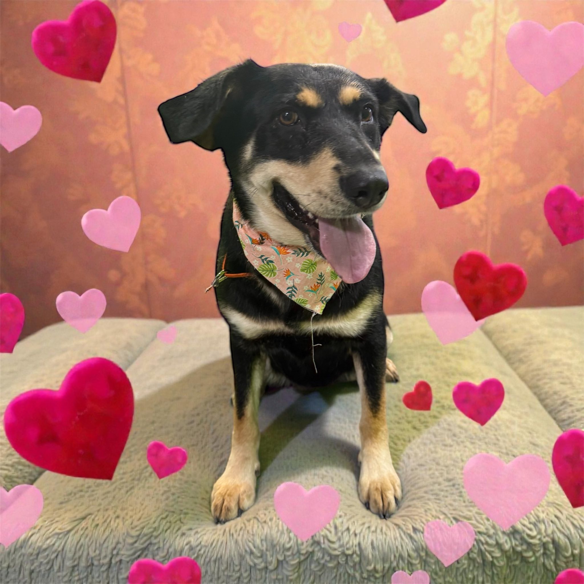 K9to5 Doggy Daycare Saint Marys