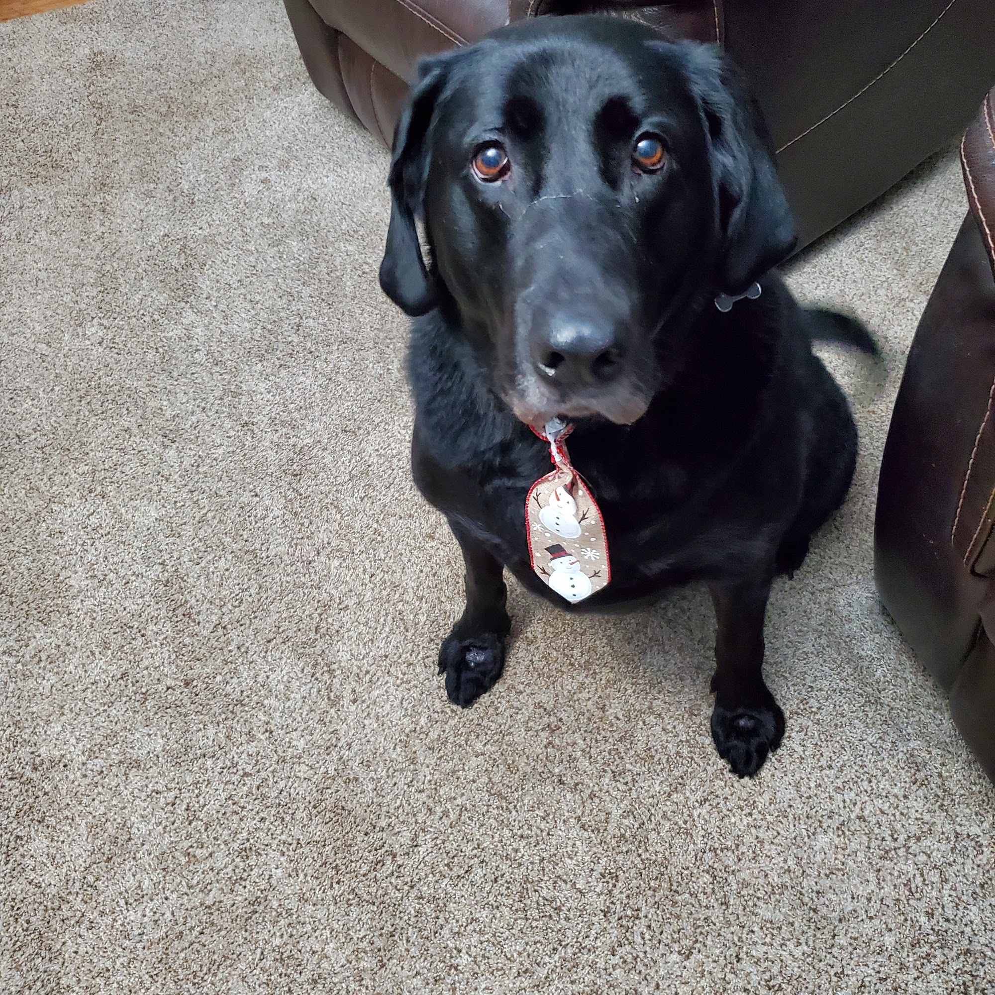 Dogs-R-Us Styling Boutique Saint Marys