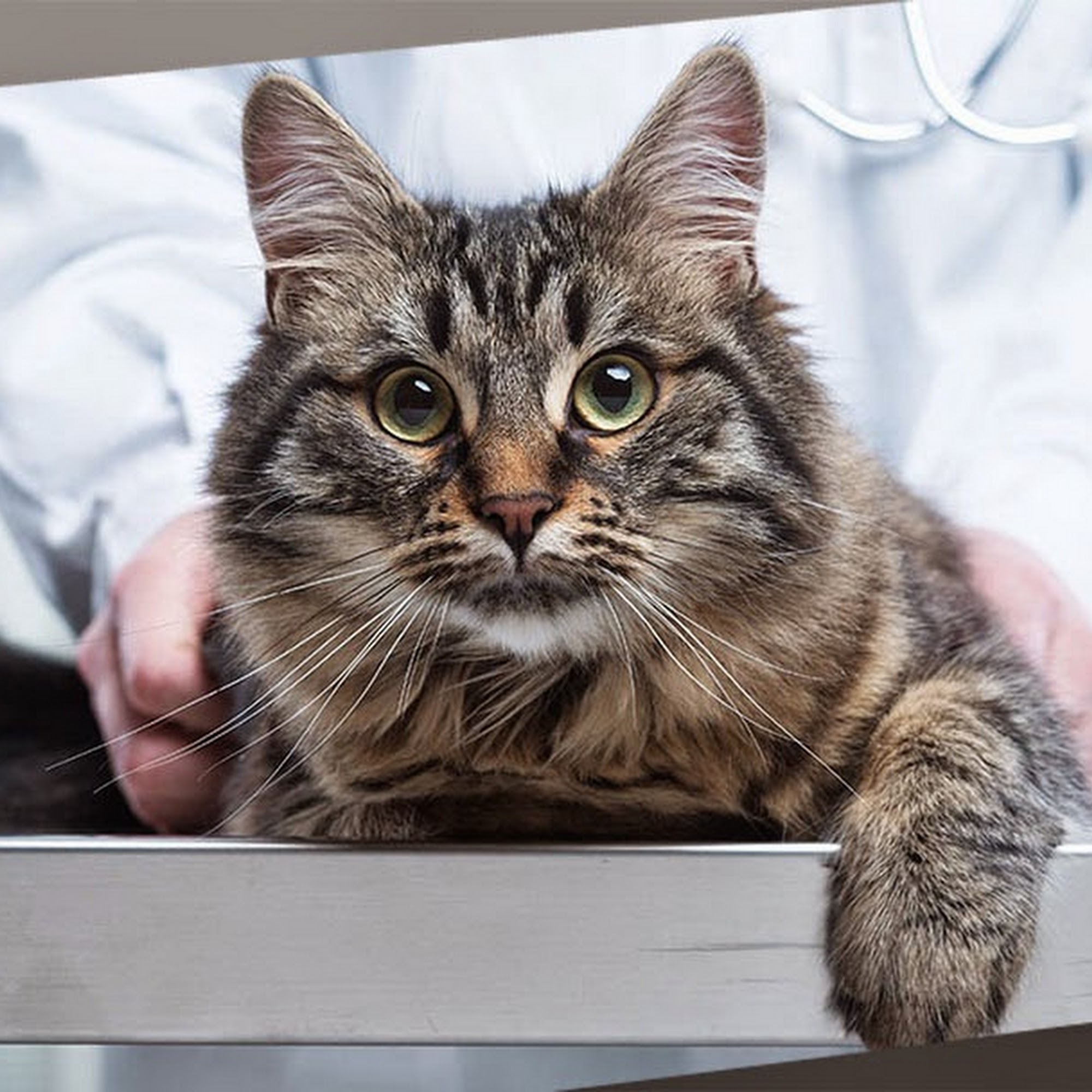 Lakeshore Veterinarian Hospital Sandusky