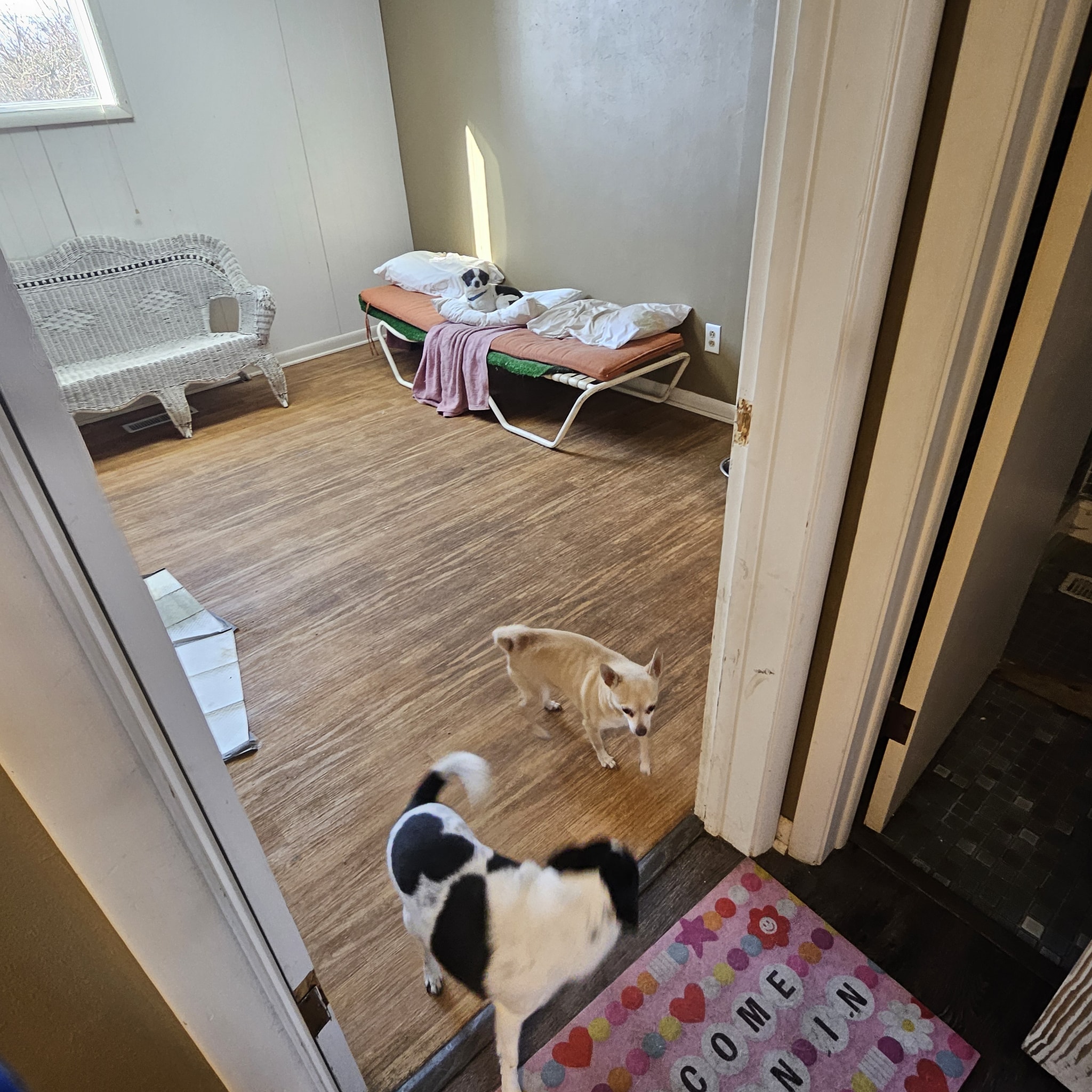 DogGone Gorgeous; Daycare, Boarding & Grooming Sandusky