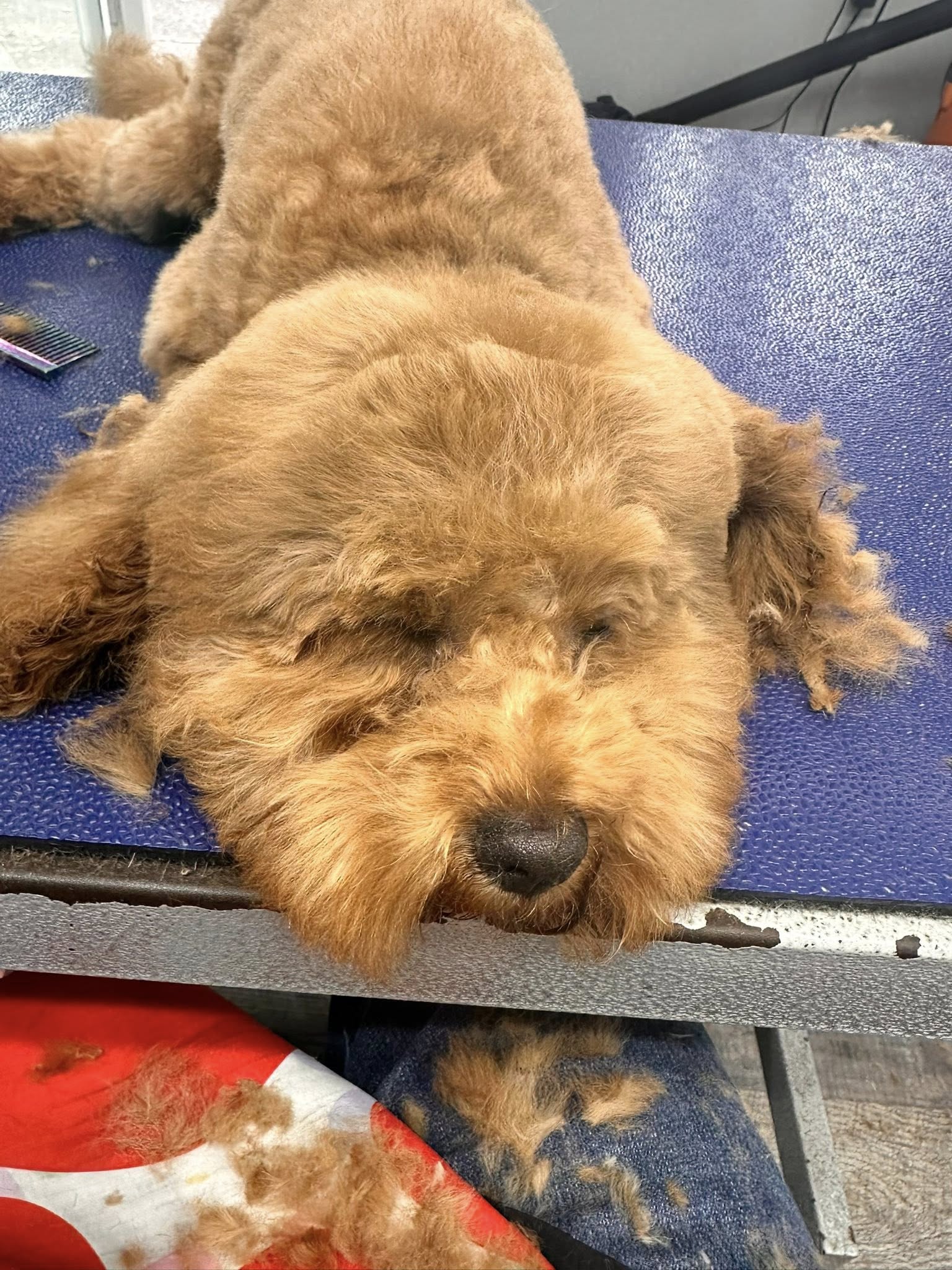 Nothing But Paws Pet Grooming and Spa Sandusky