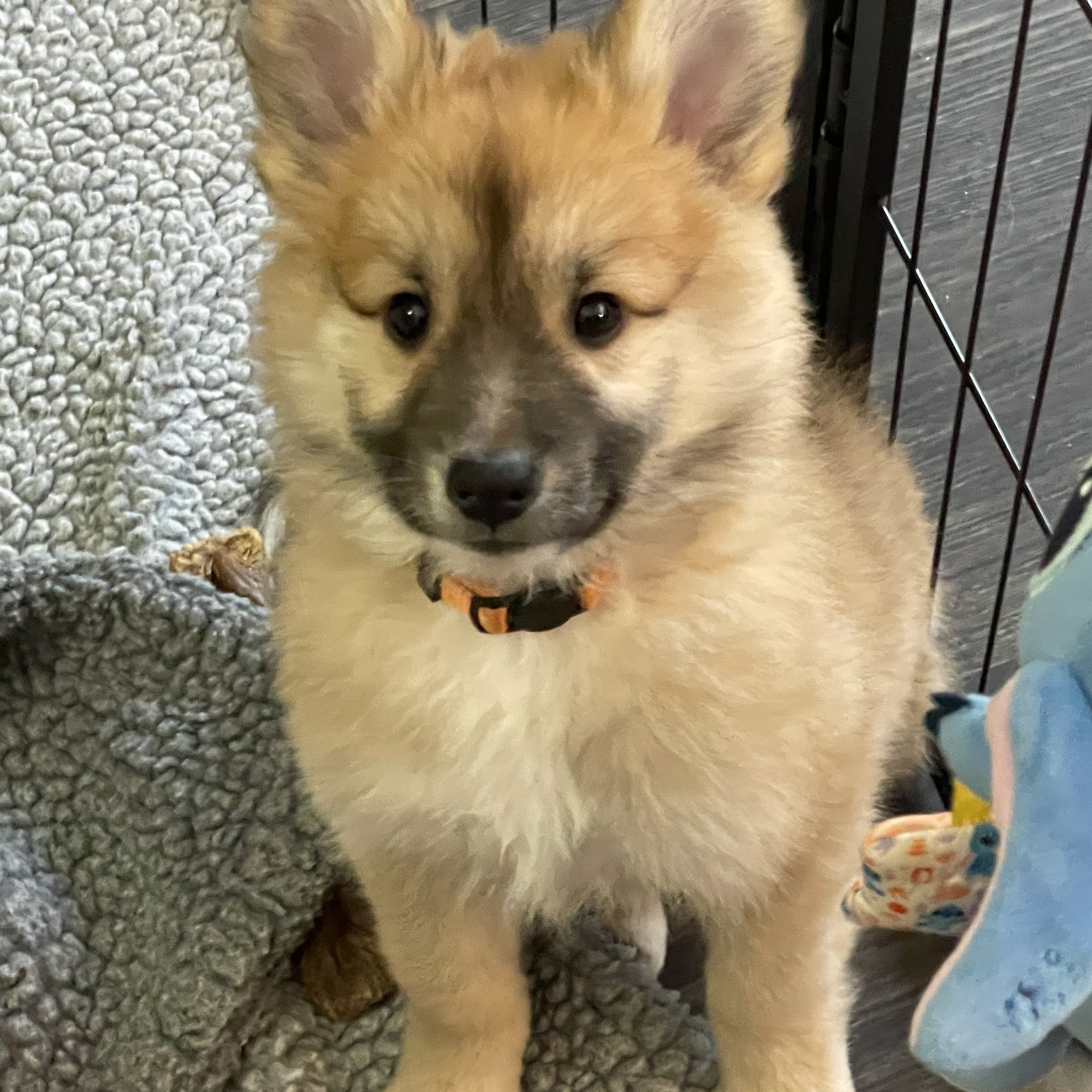 K & K Grooming Sandusky