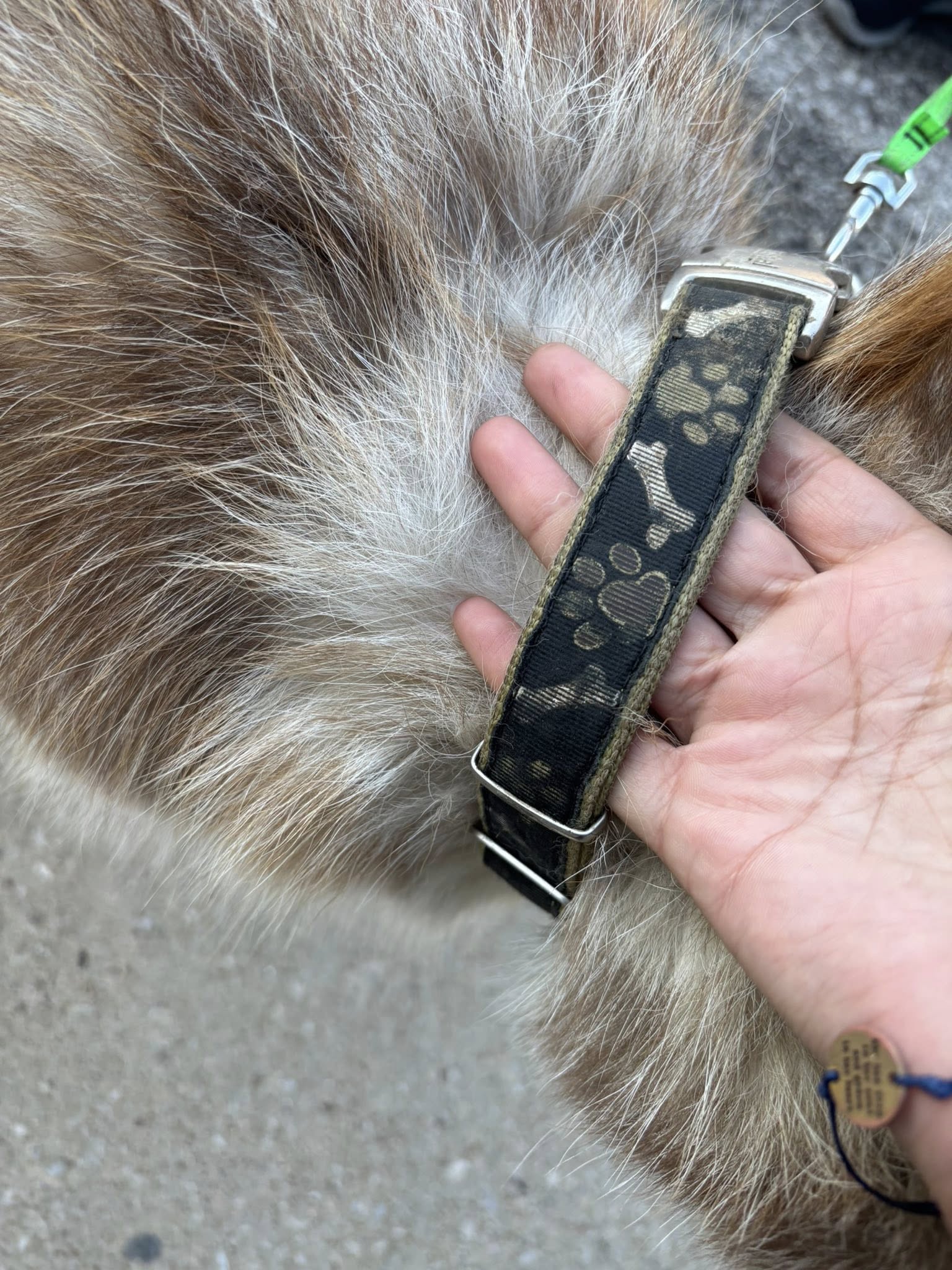 Broadview Animal & Bird Hospital: Shaw S DVM Seven Hills