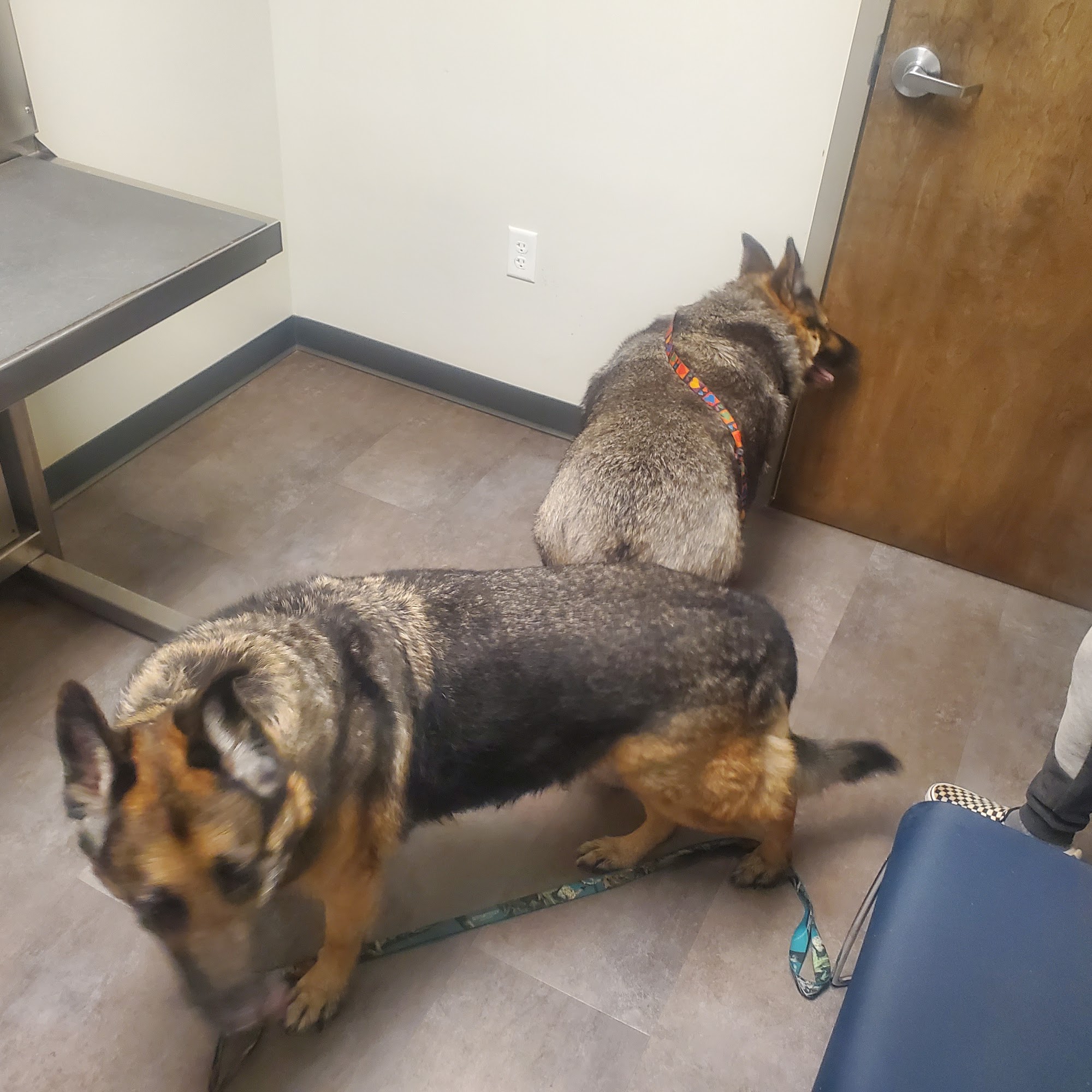 Seville Animal Hospital Seville